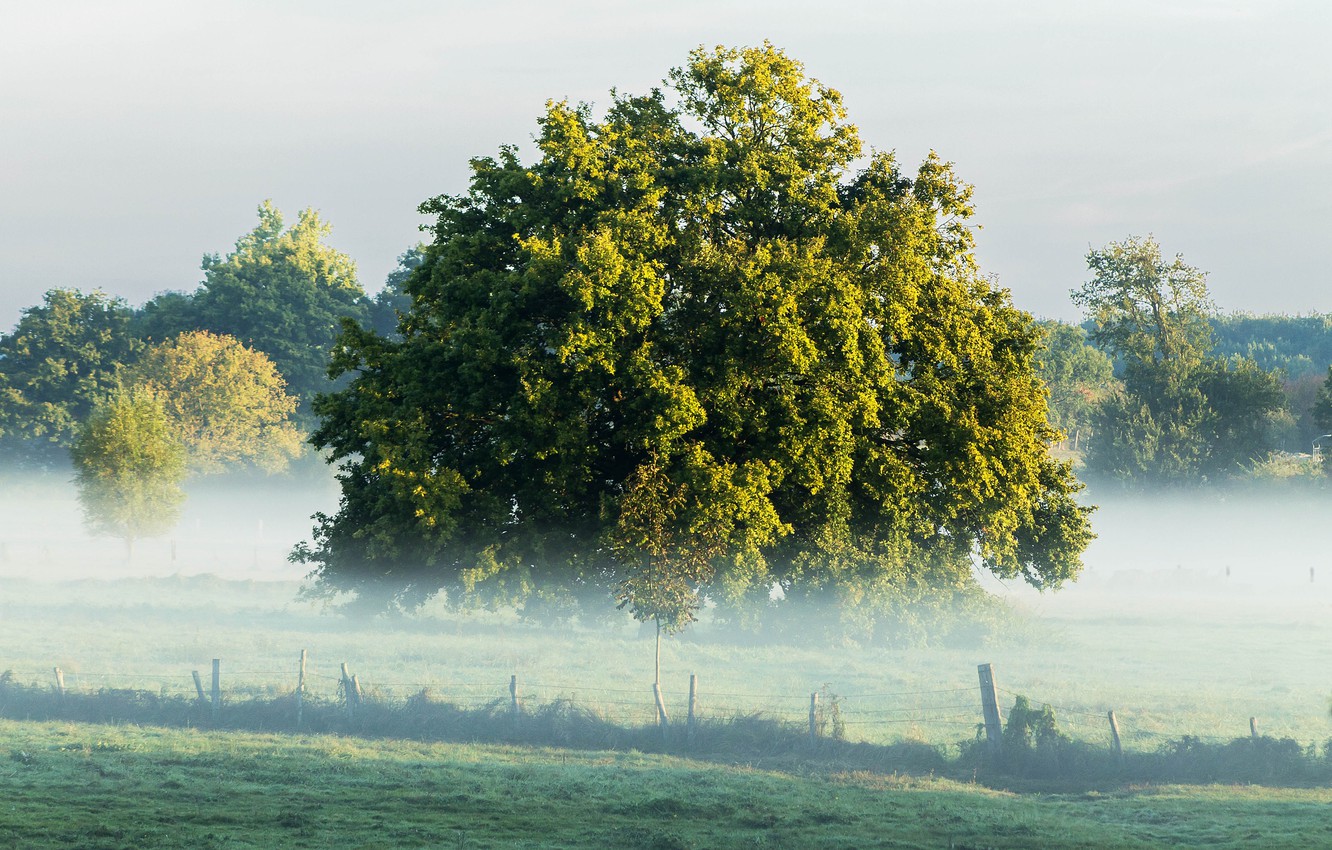 Fogy Field And A Tree Wallpapers