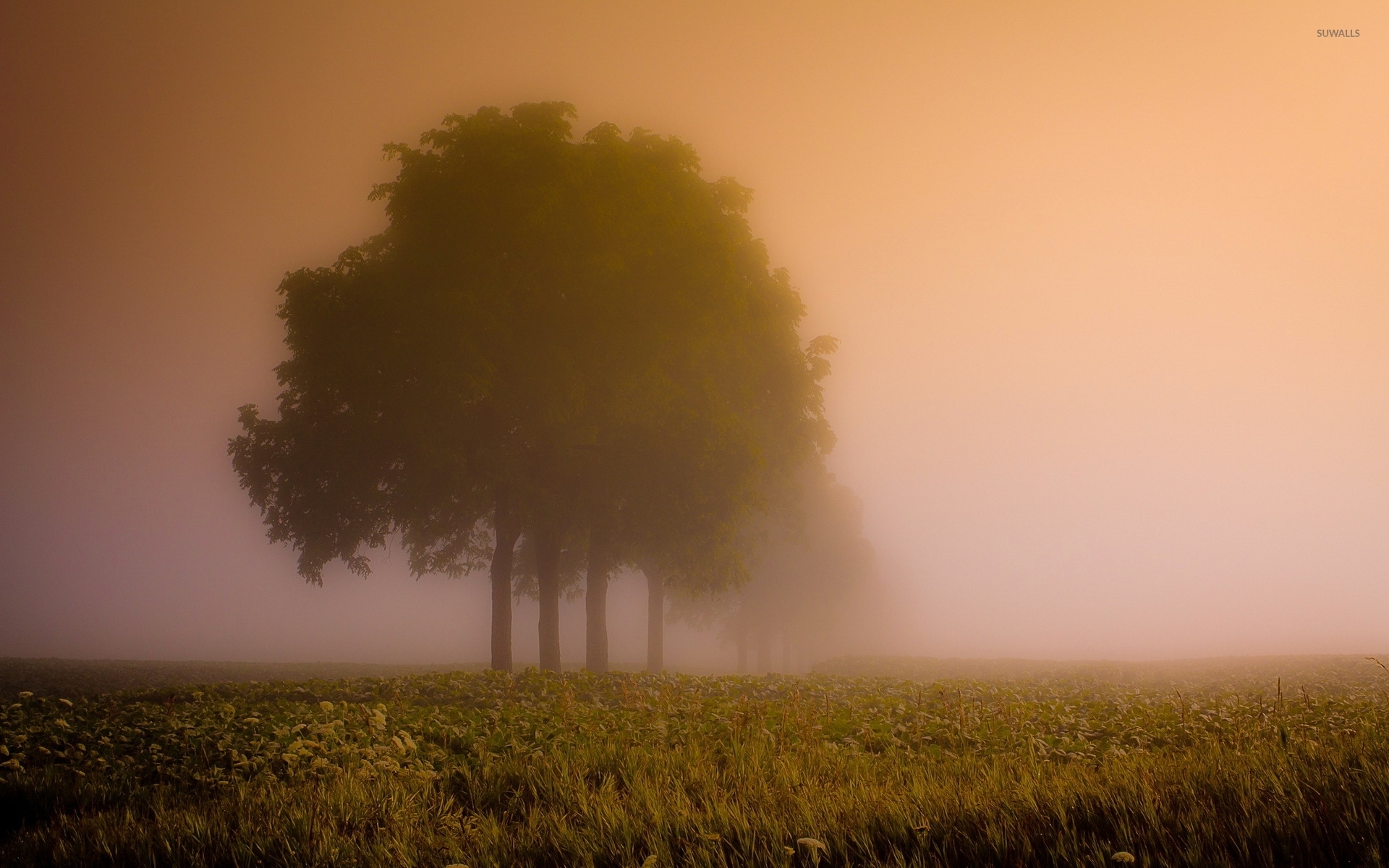 Fogy Field And A Tree Wallpapers