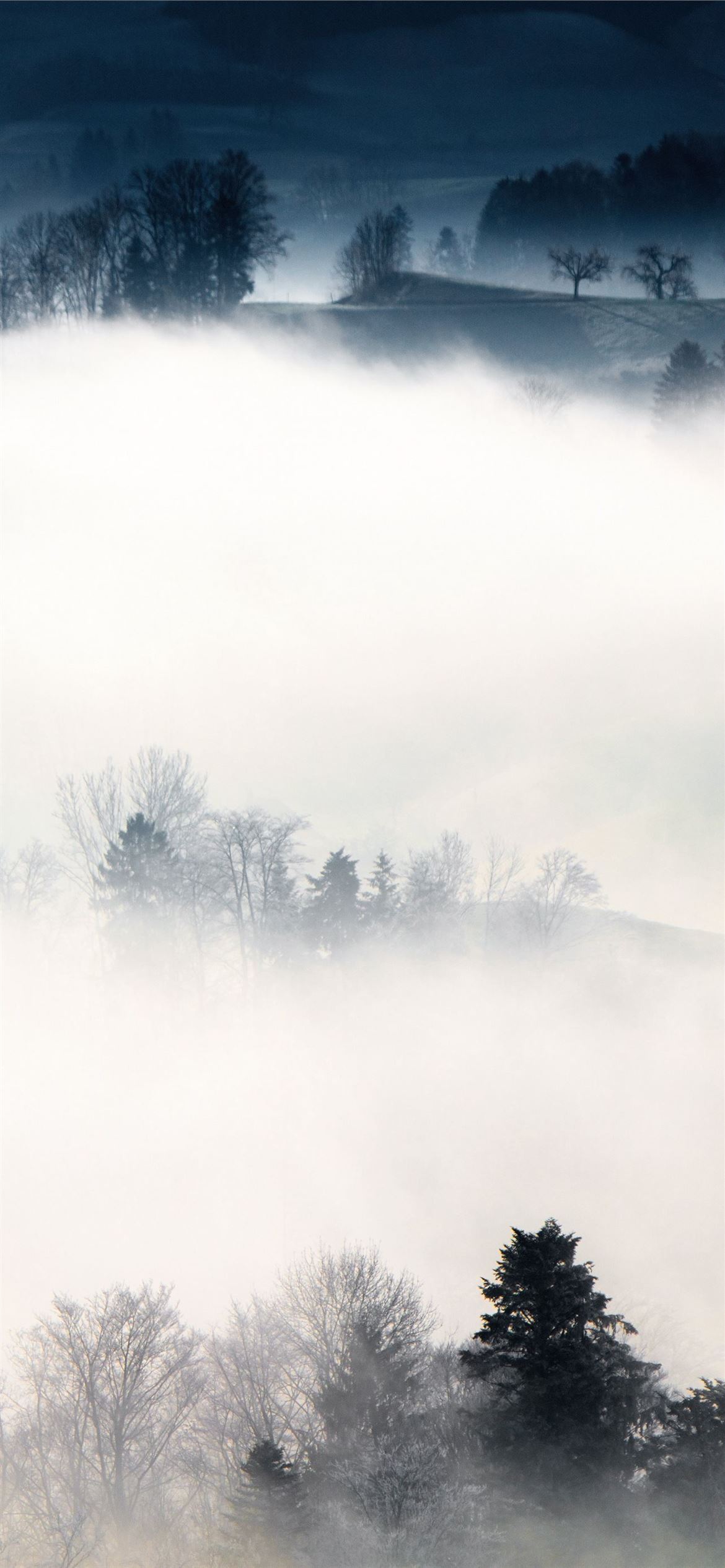 Fogy Field And A Tree Wallpapers