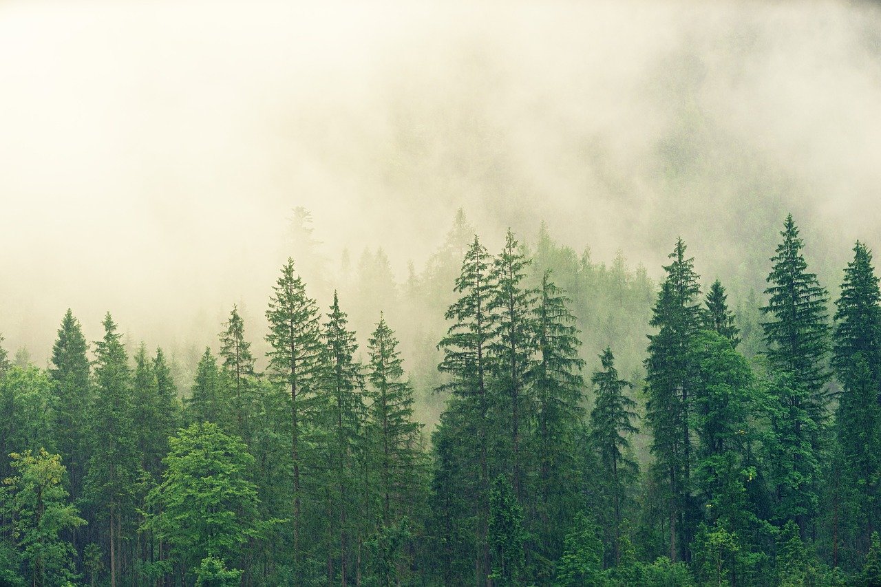 Fogy Forest Trees Wallpapers