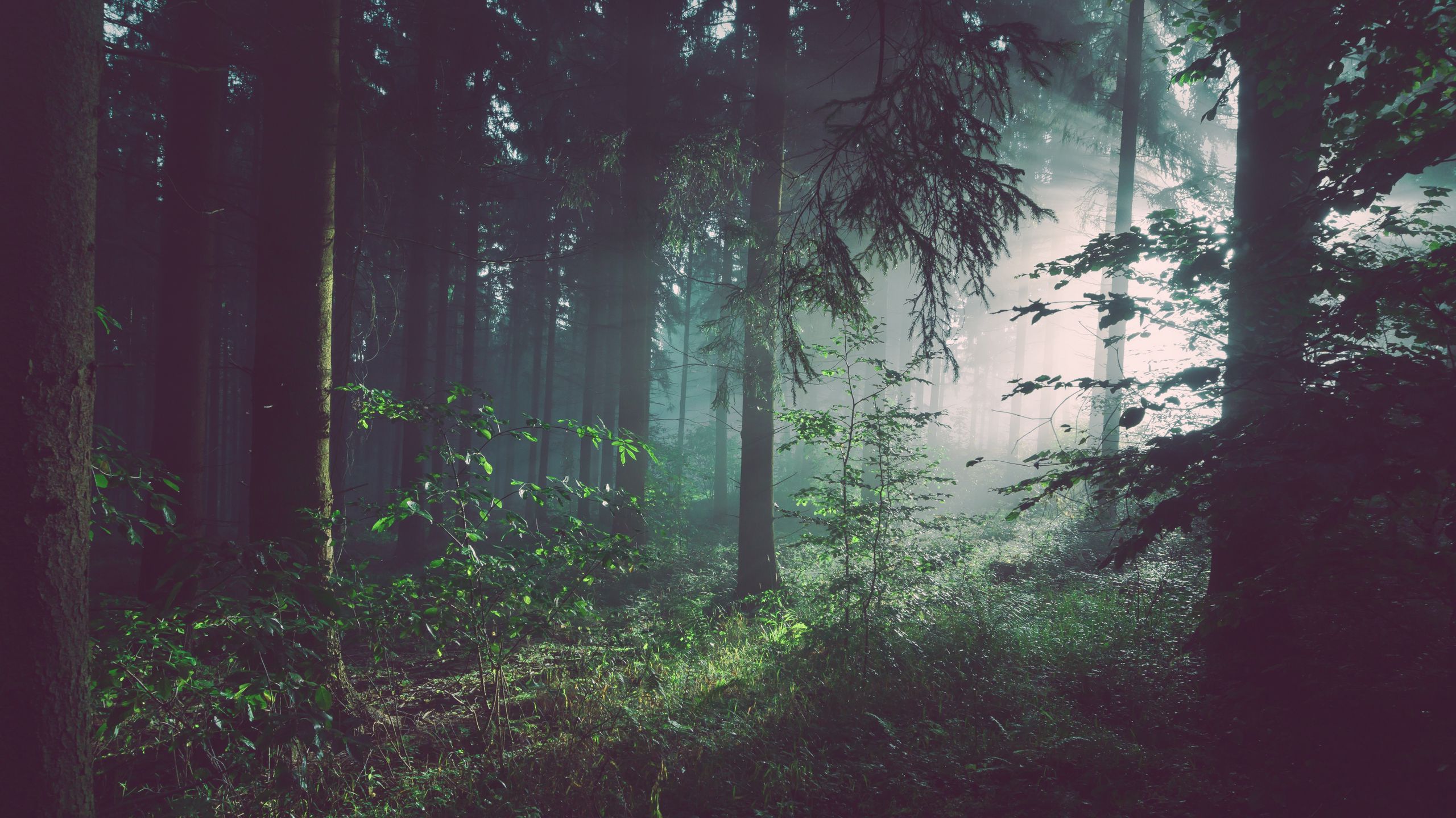 Fogy Forest Trees Wallpapers