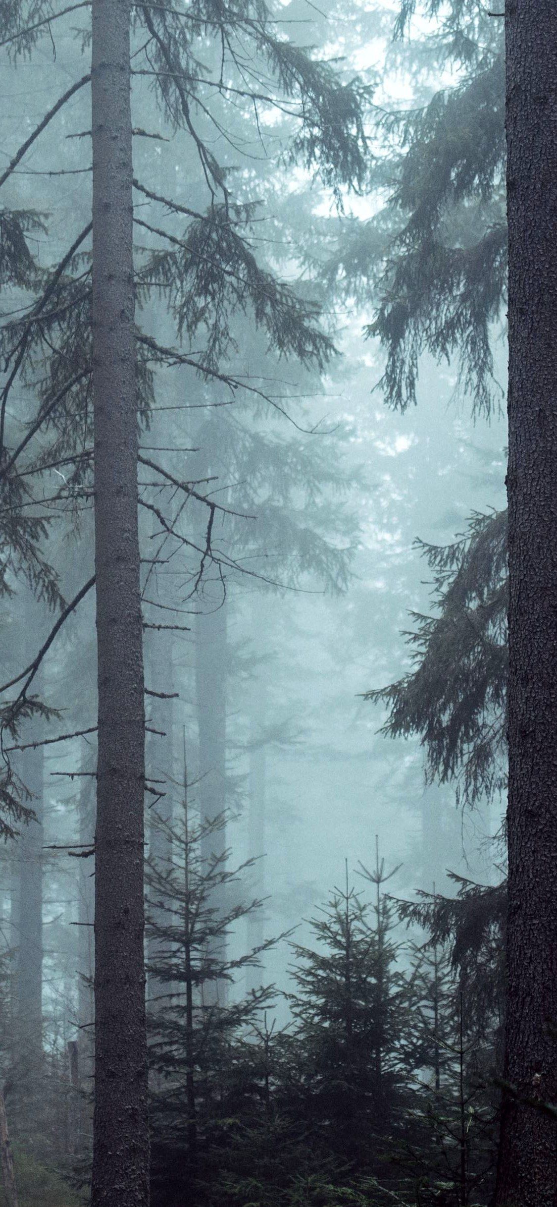 Fogy Forest Trees Wallpapers