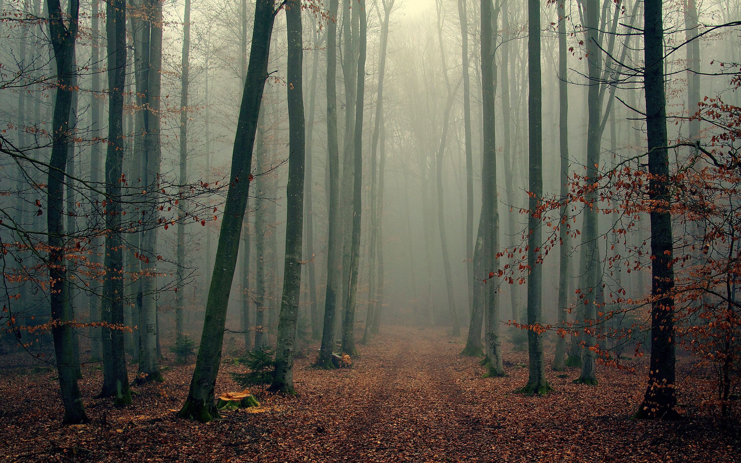 Fogy Forest Trees Wallpapers