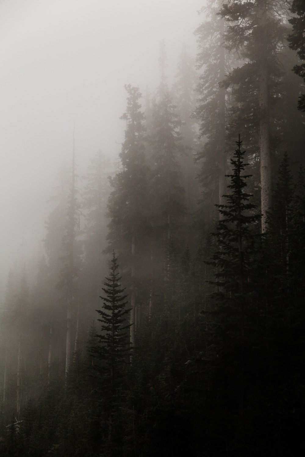 Fogy Forest Trees Wallpapers