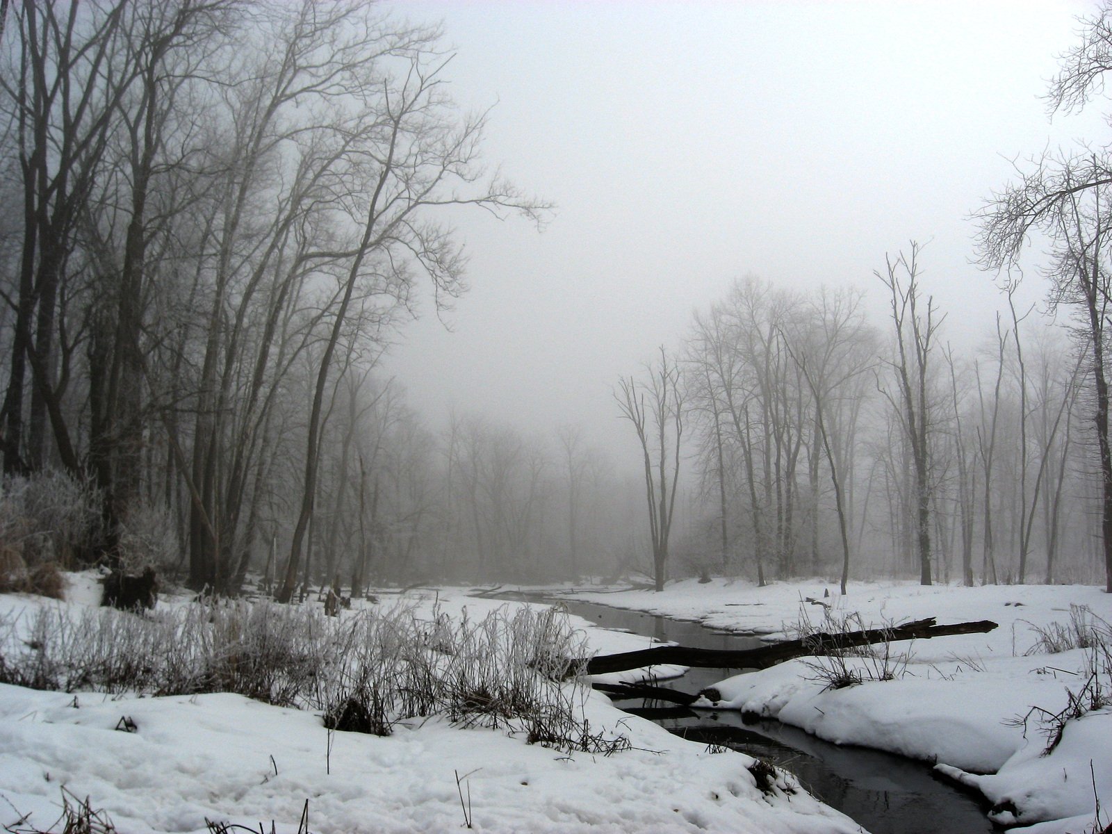 Fogy Forest Winter Day Wallpapers