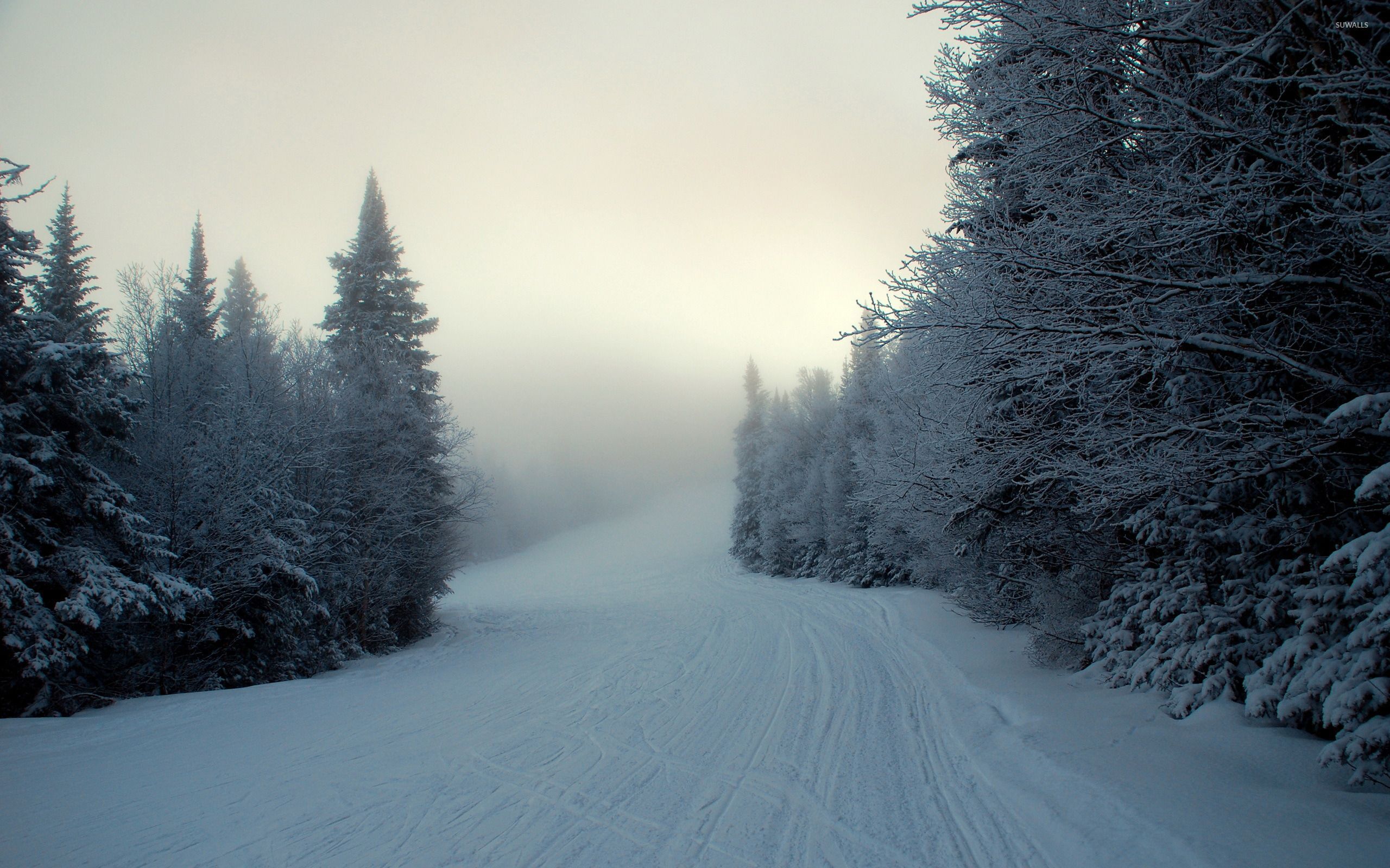 Fogy Forest Winter Day Wallpapers