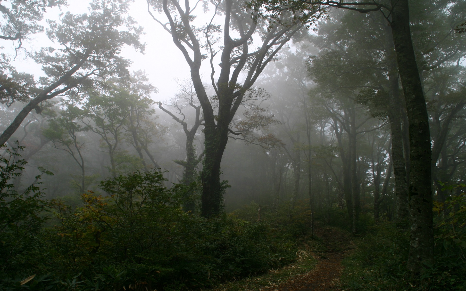 Fogy Landscape Forest Wallpapers