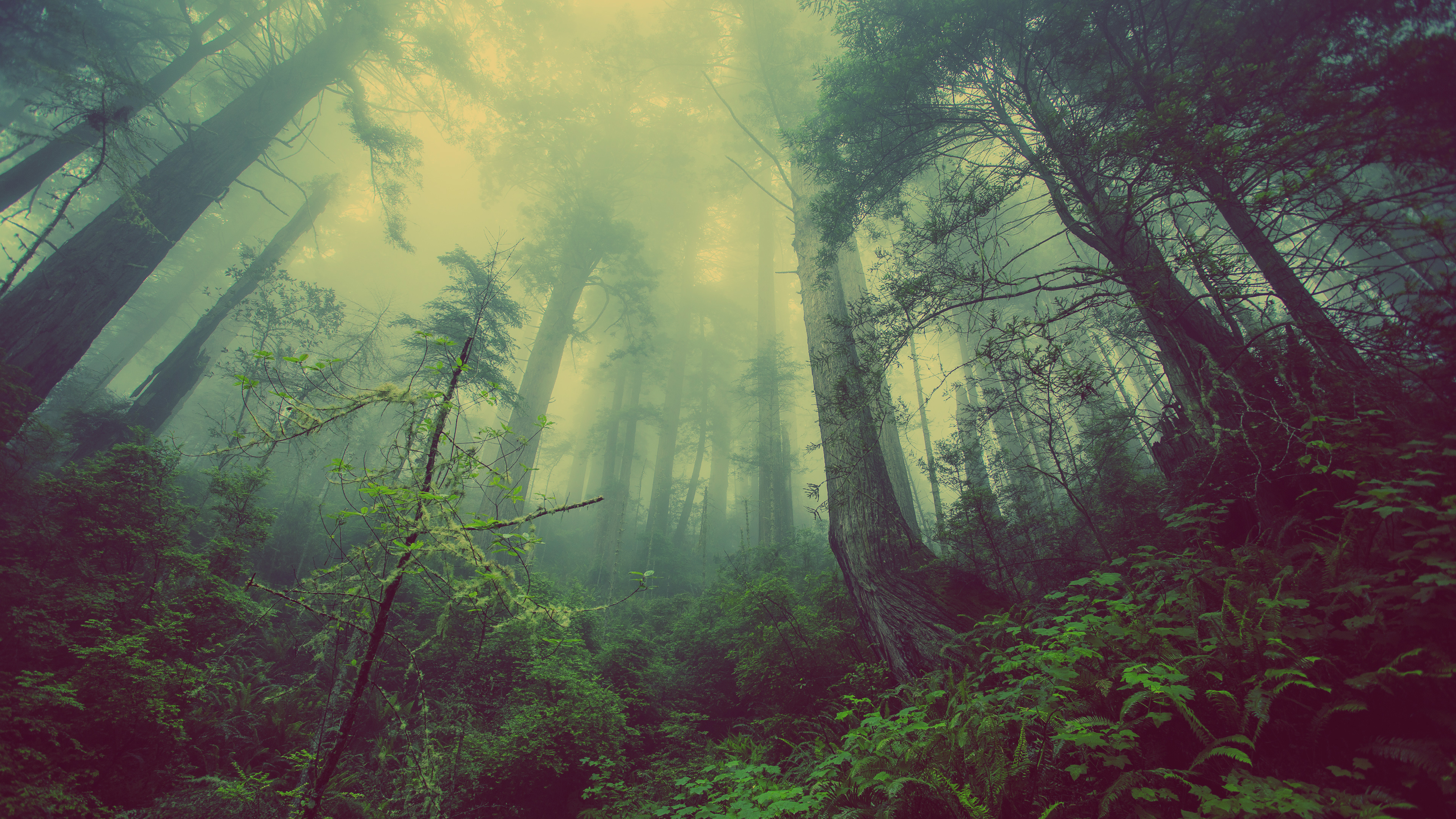 Fogy Landscape Forest Wallpapers