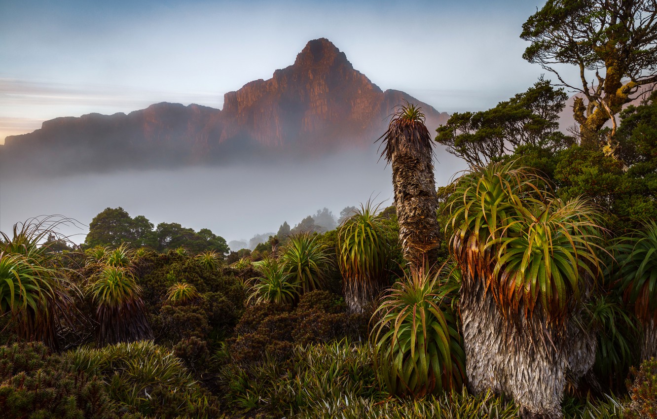 Fogy Landscape Forest Wallpapers