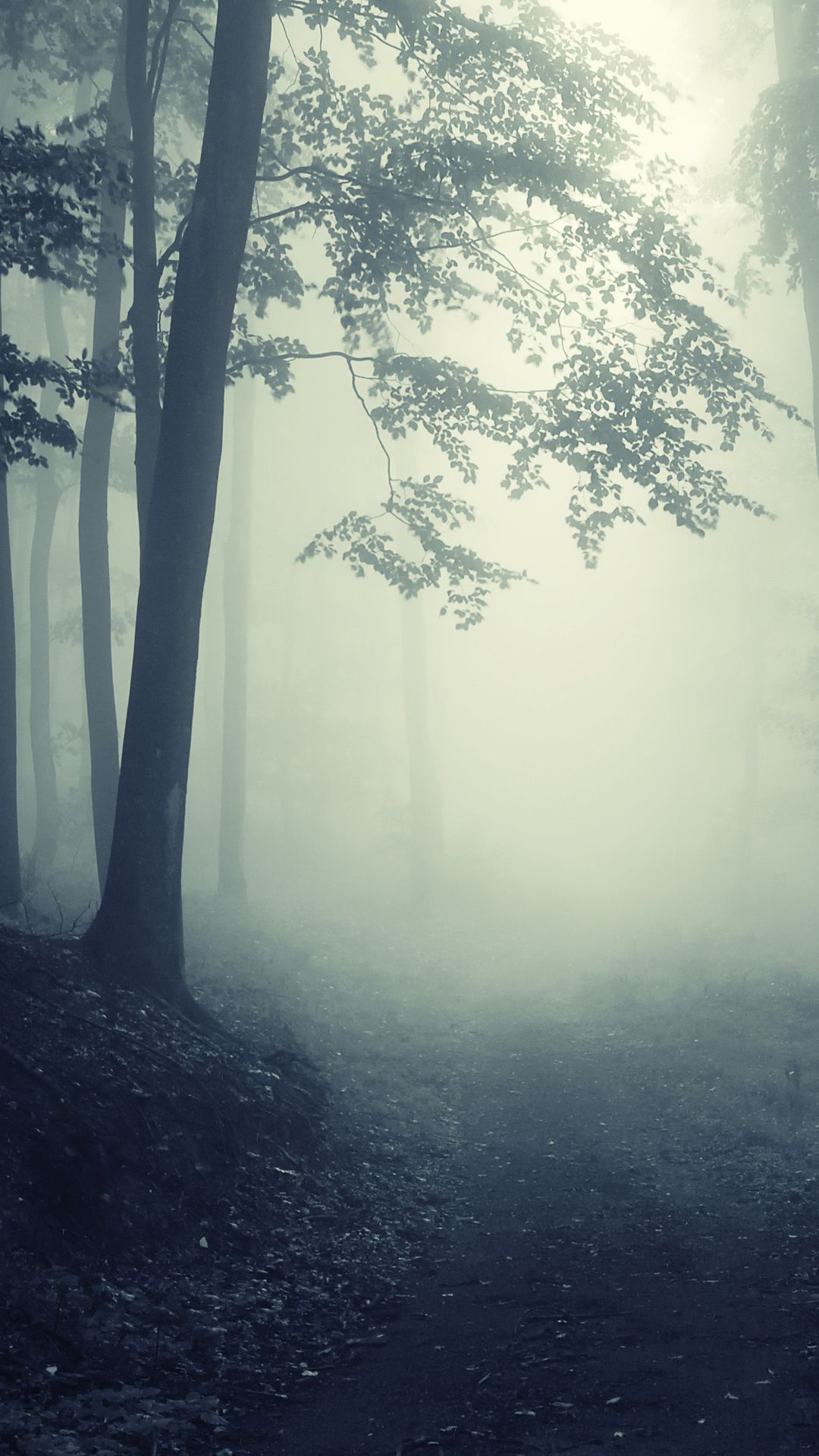 Fogy Landscape Forest Wallpapers