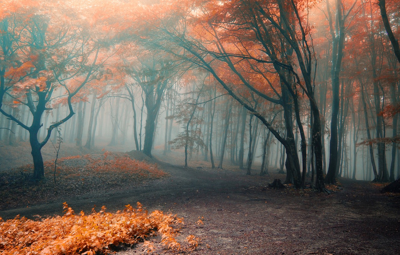 Fogy Orange Forest Wallpapers