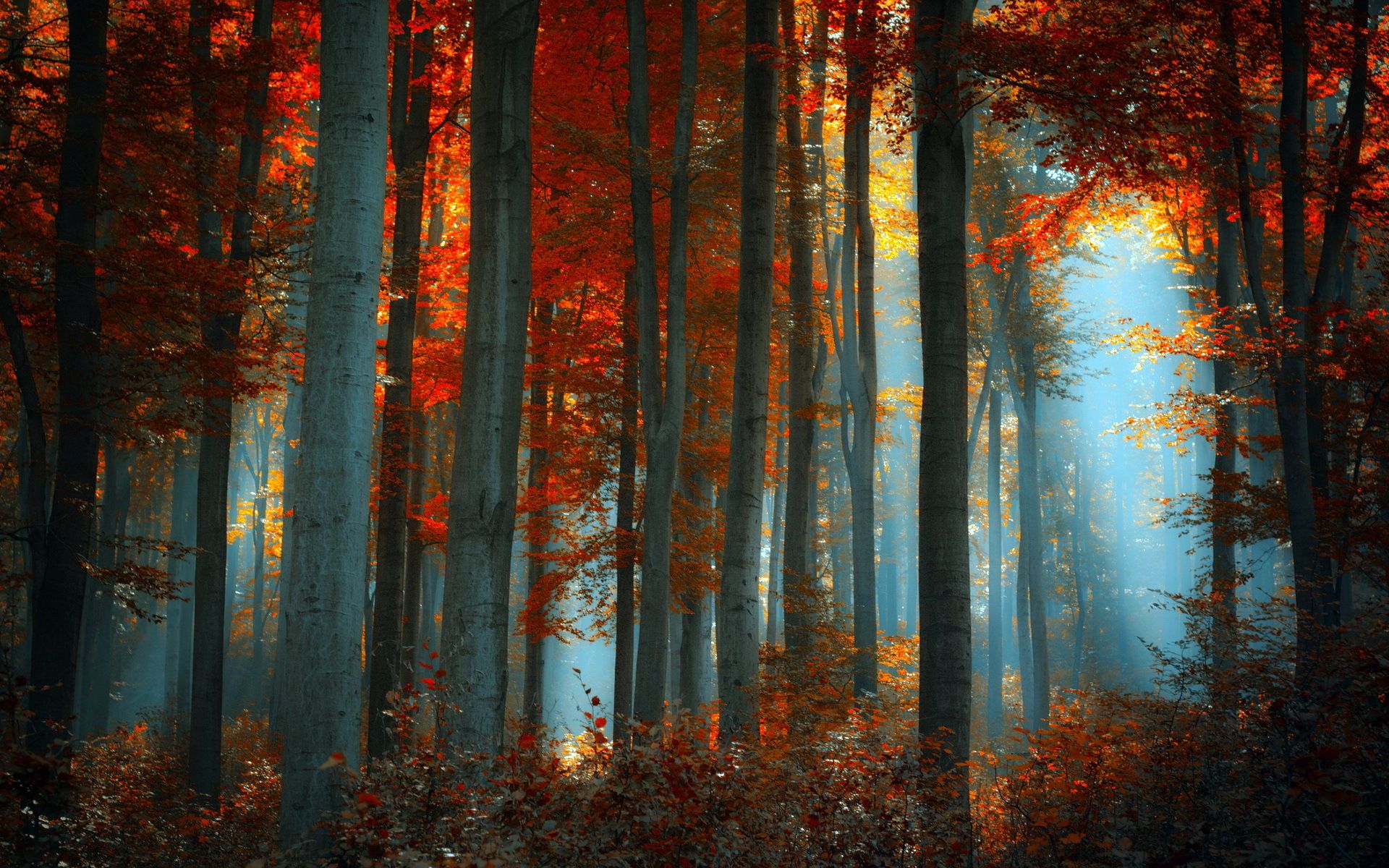 Fogy Orange Forest Wallpapers