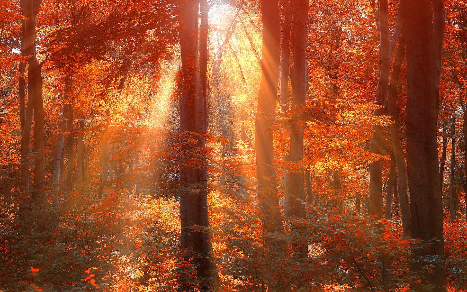 Fogy Orange Forest Wallpapers