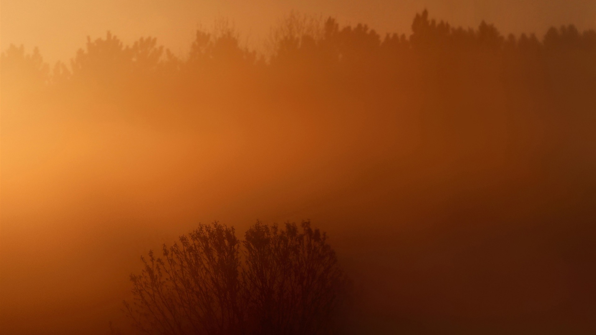 Fogy Orange Forest Wallpapers