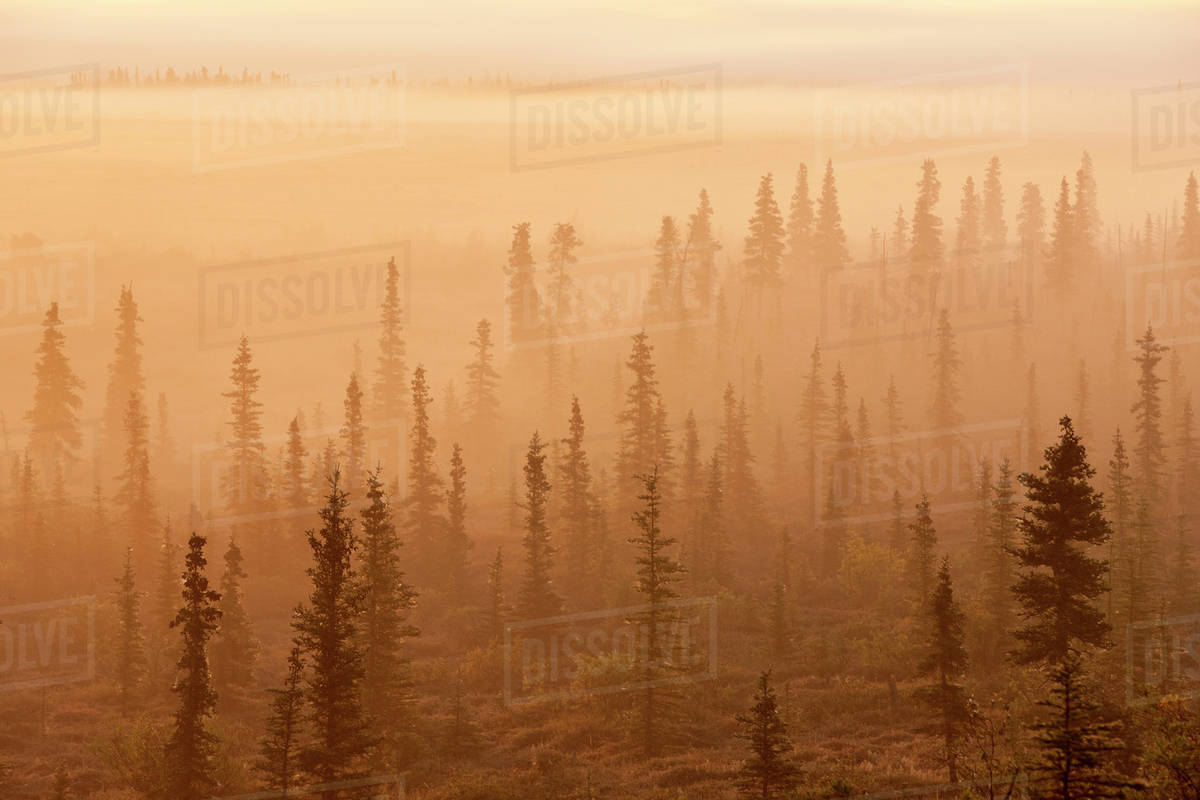 Fogy Orange Forest Wallpapers