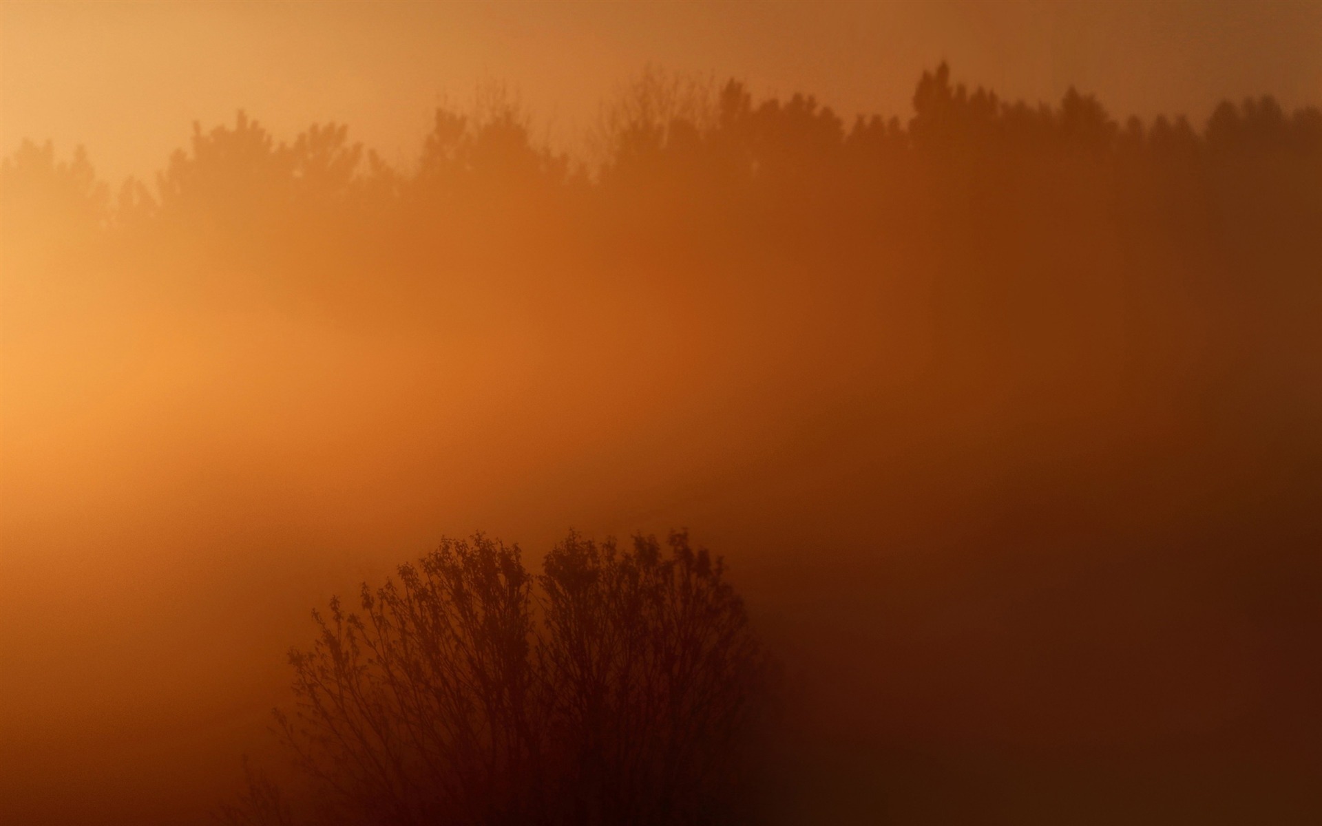 Fogy Orange Forest Wallpapers