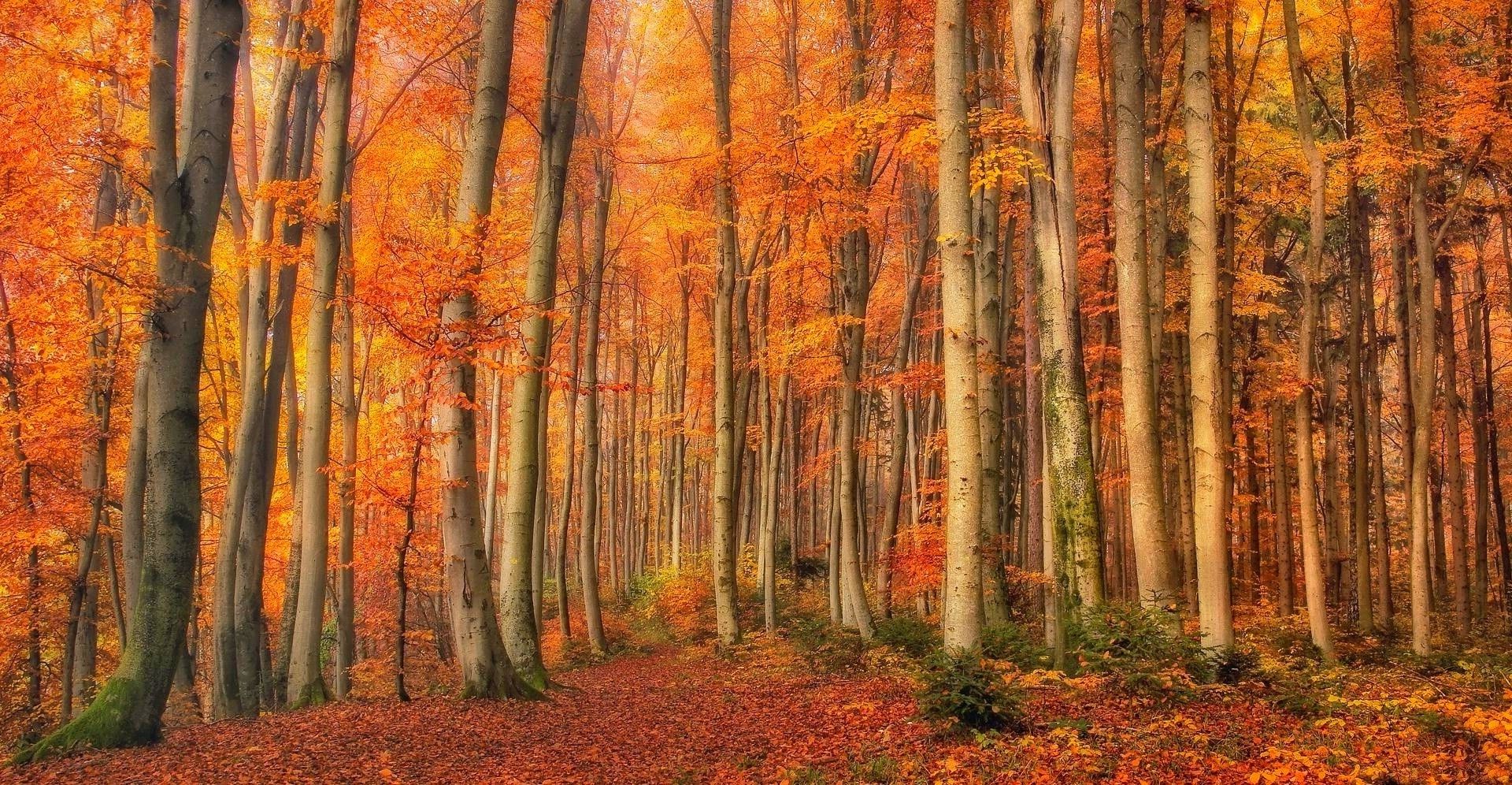 Fogy Orange Forest Wallpapers