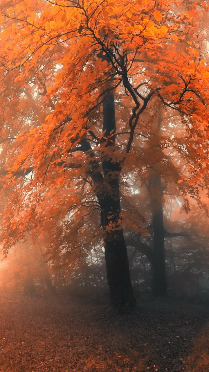 Fogy Orange Forest Wallpapers