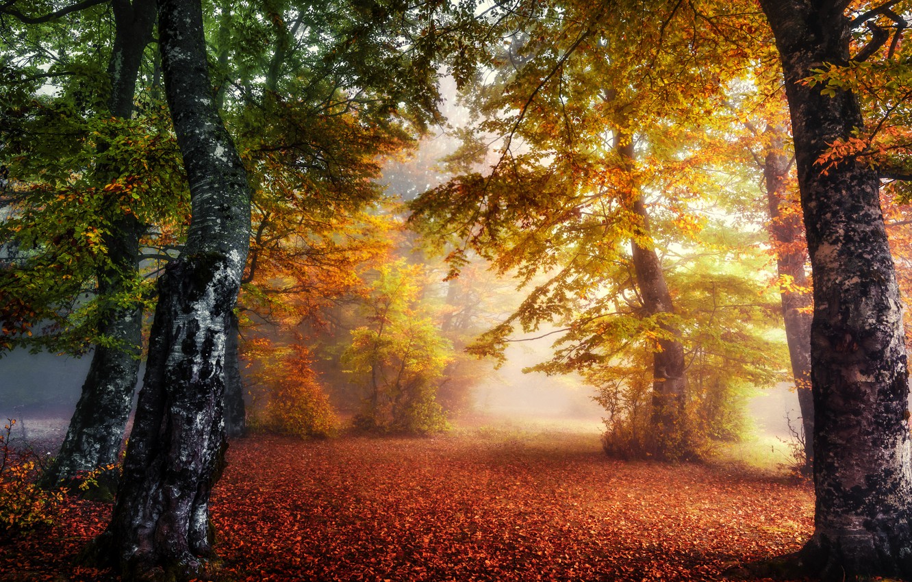 Fogy Orange Forest Wallpapers