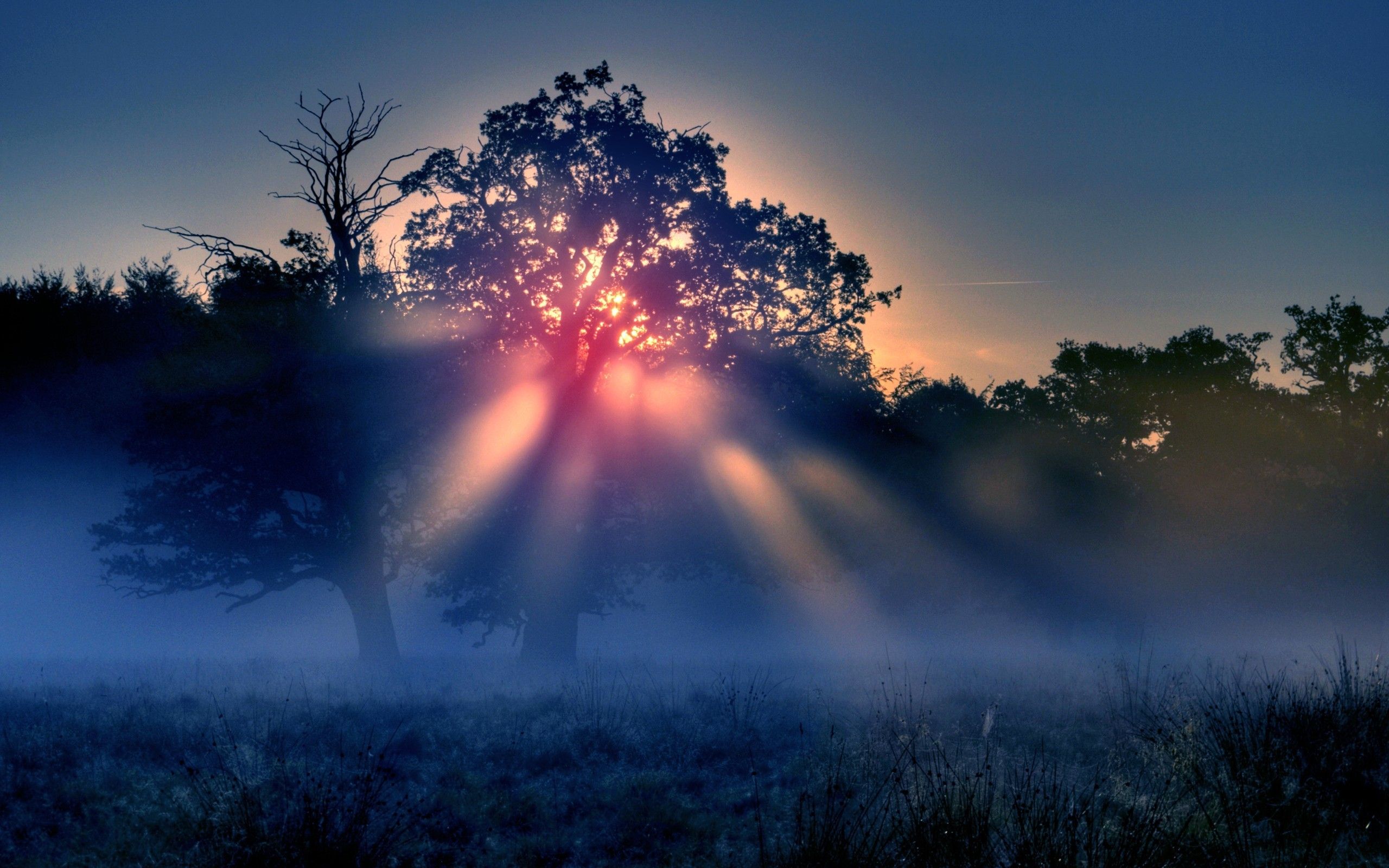 Fogy Sunrise Wallpapers