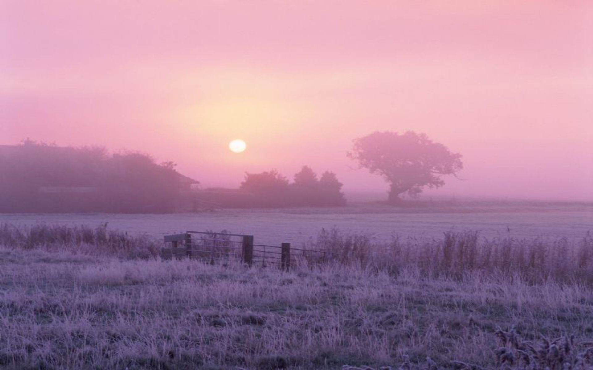 Fogy Sunrise Wallpapers