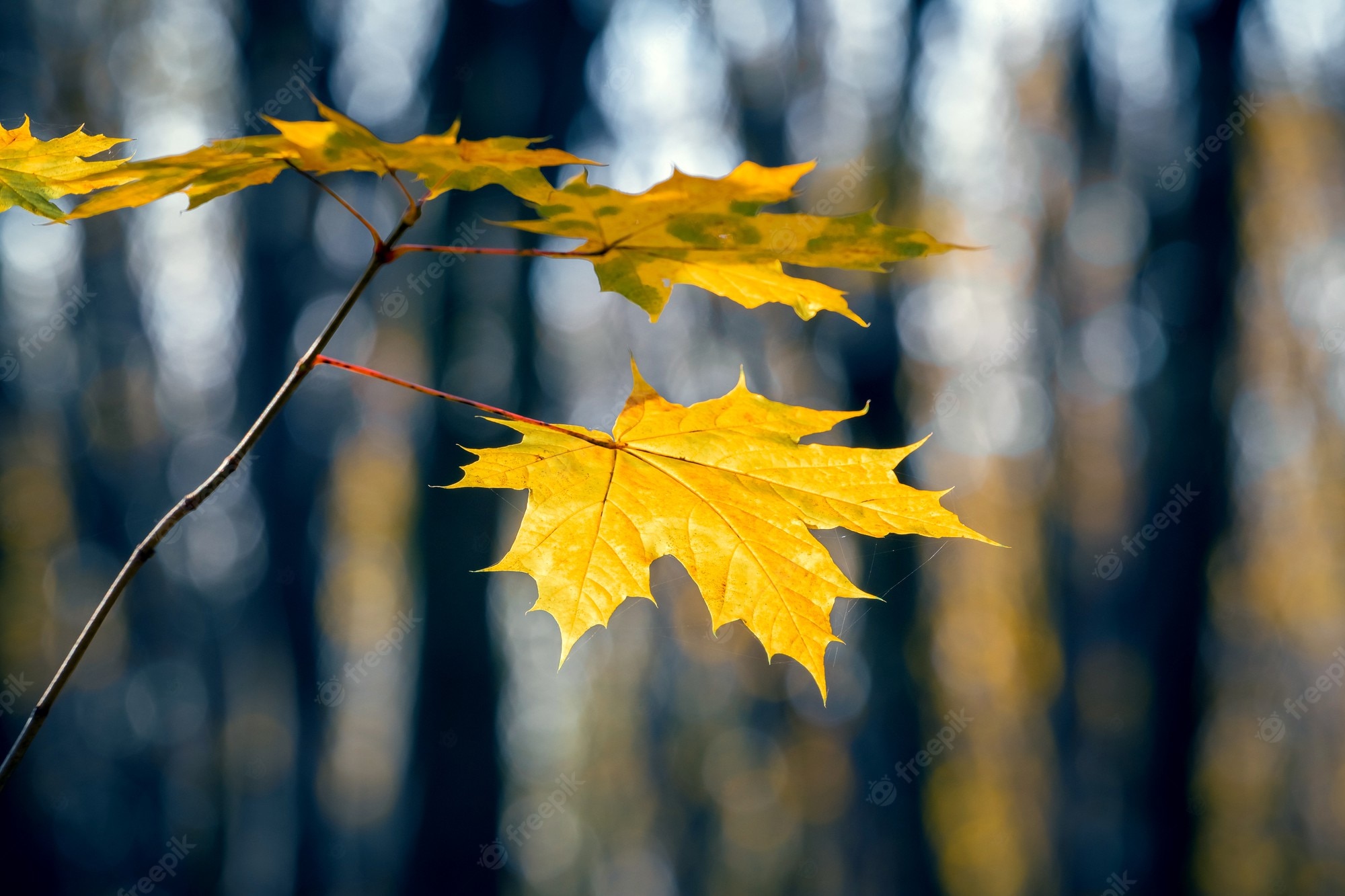Foliage Tree Branch Fall Wallpapers