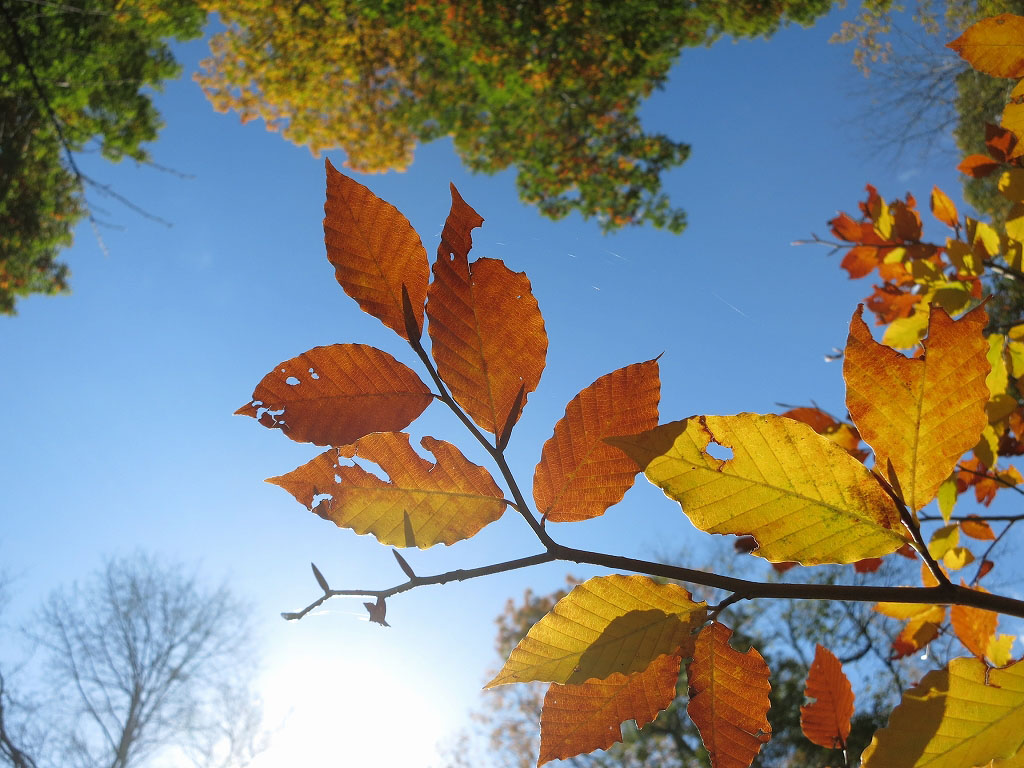 Foliage Tree Branch Fall Wallpapers