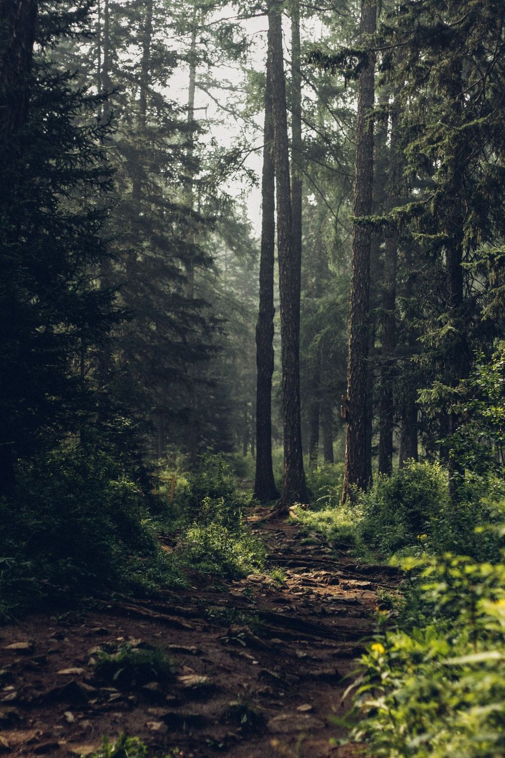 Forest Wallpapers