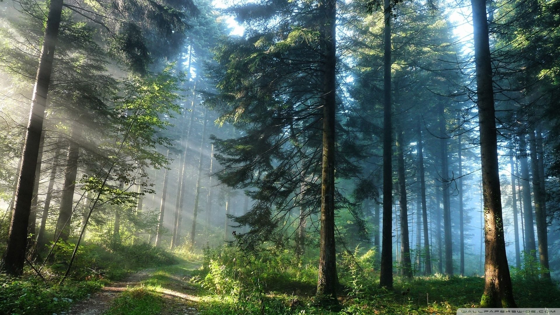 Forest Wallpapers