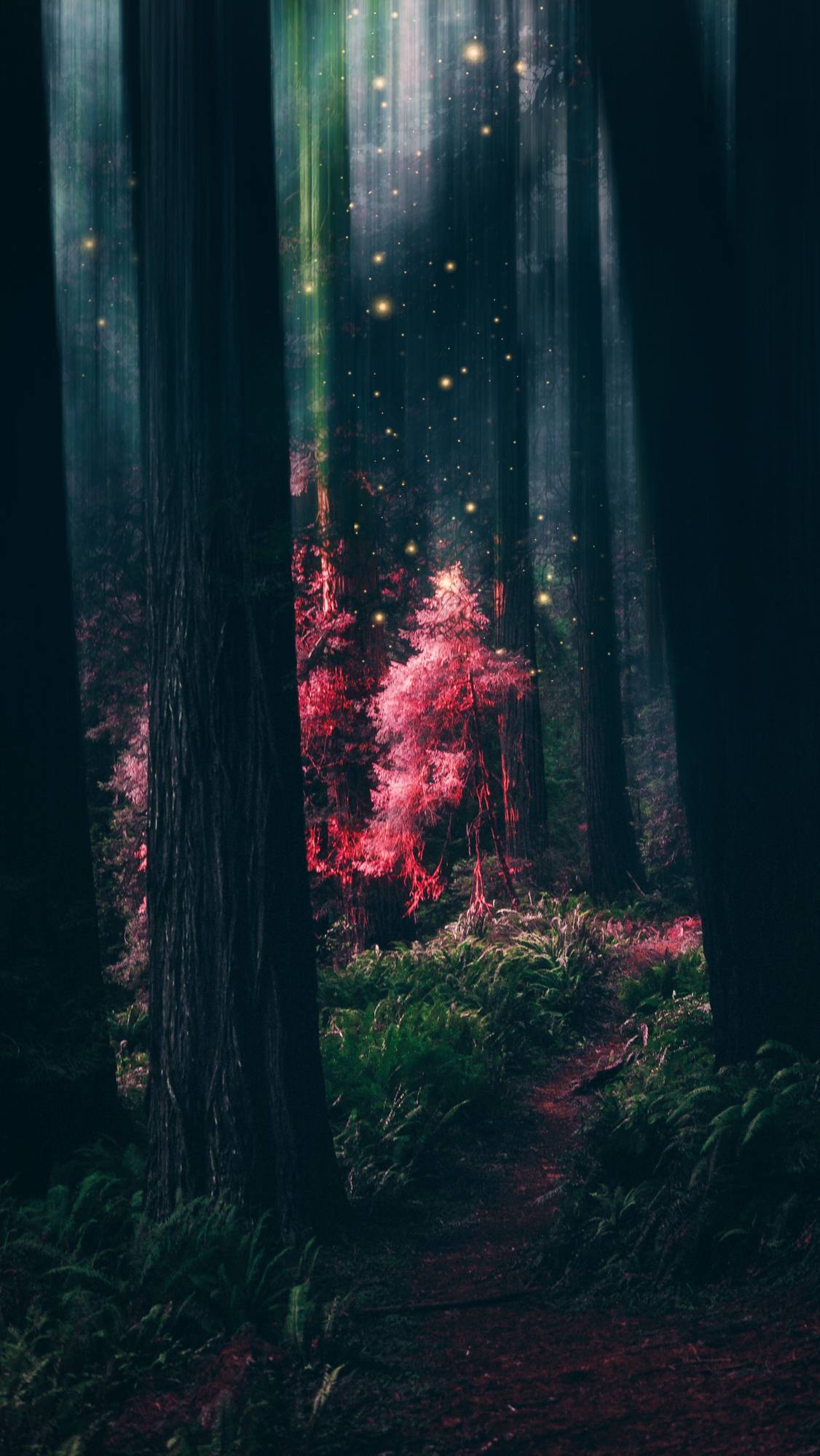 Forest Wallpapers