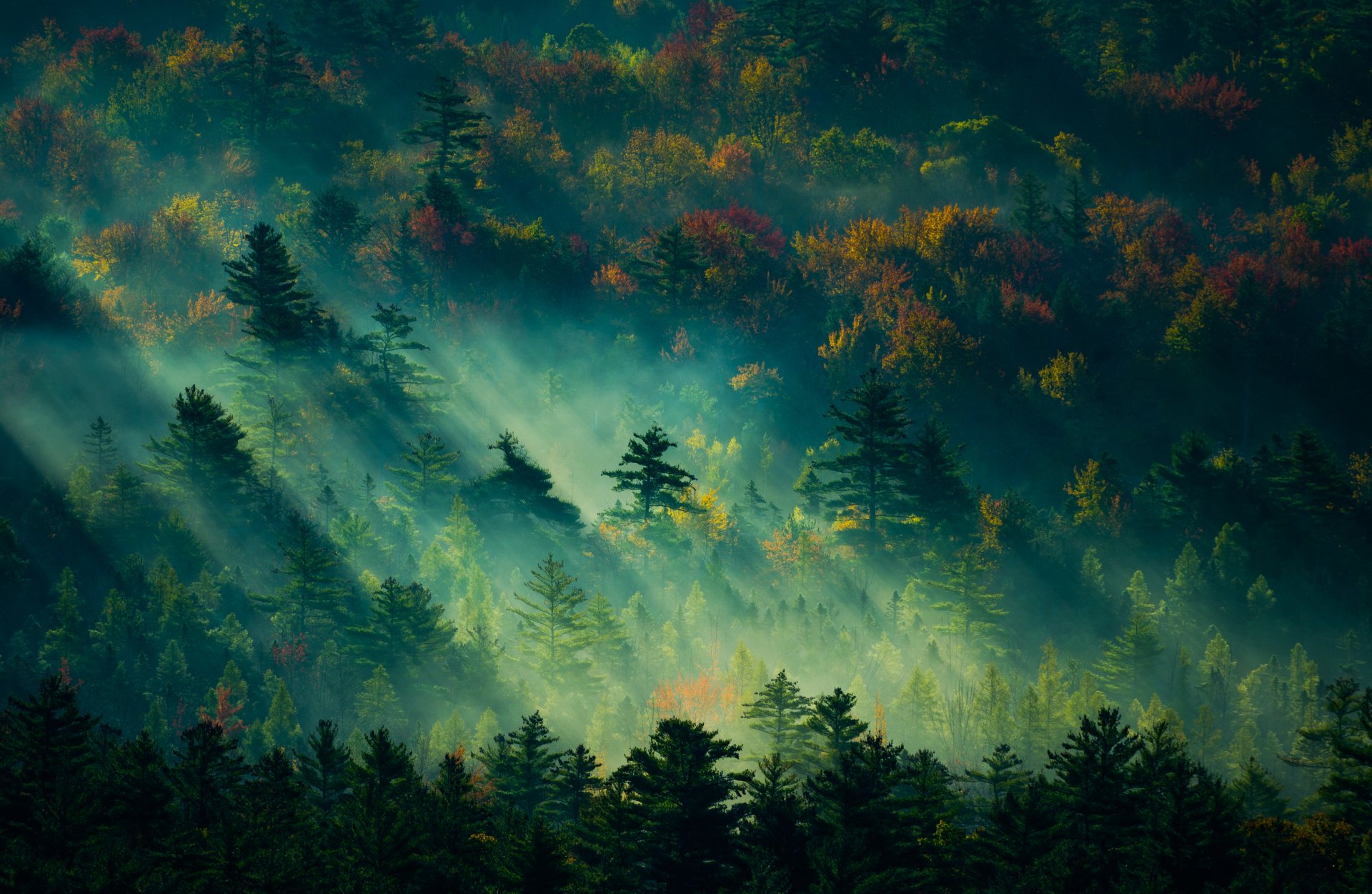 Forest 4K Amazing Hd Wallpapers