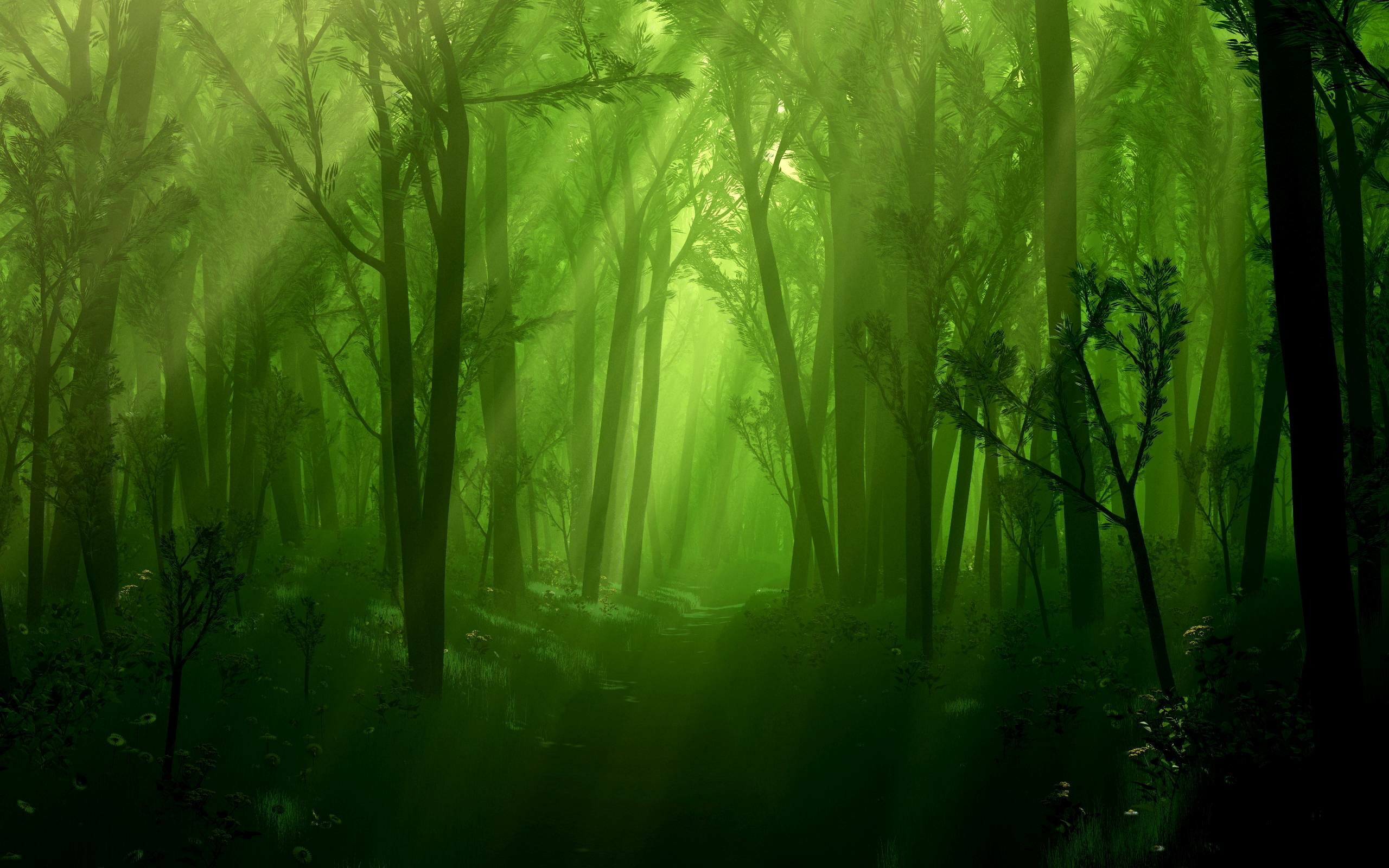 Forest 4K Amazing Hd Wallpapers
