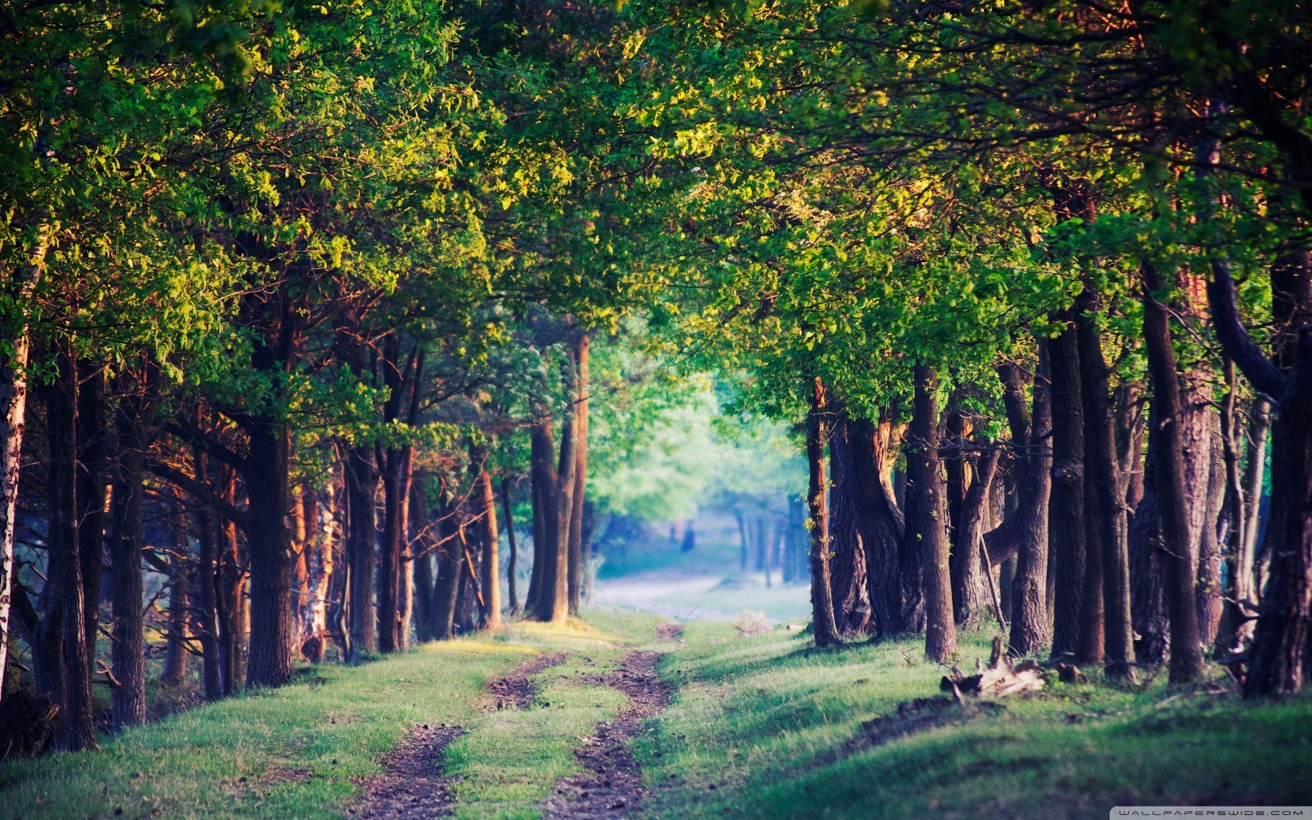 Forest Beautiful Path Wallpapers