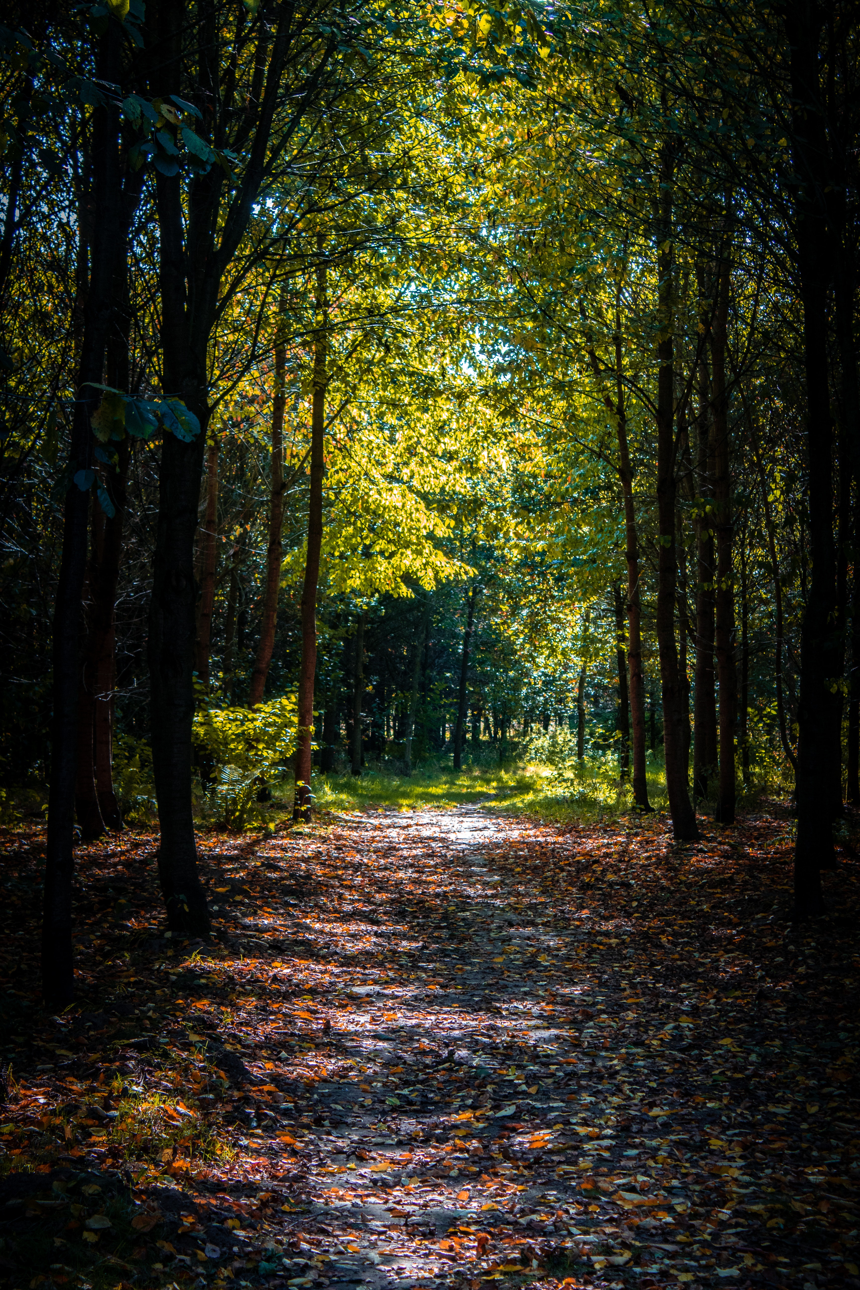 Forest Beautiful Path Wallpapers