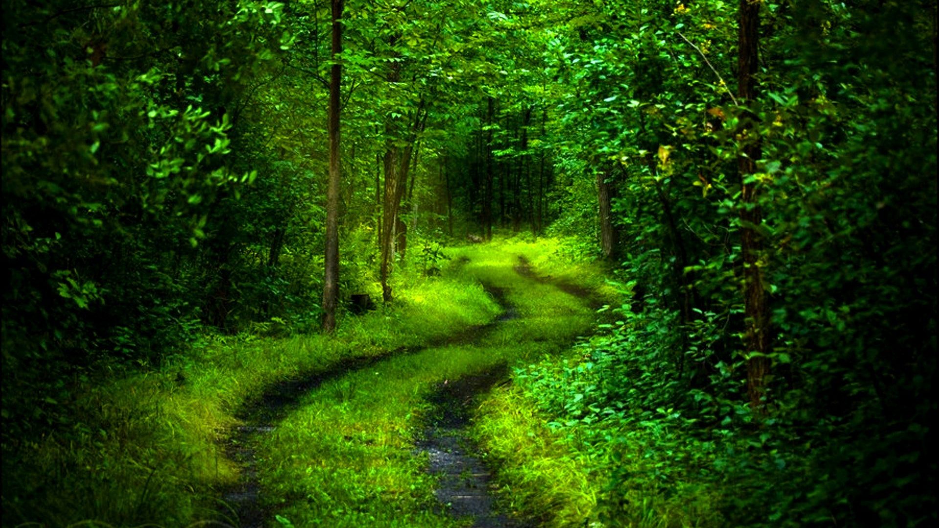 Forest Beautiful Path Wallpapers