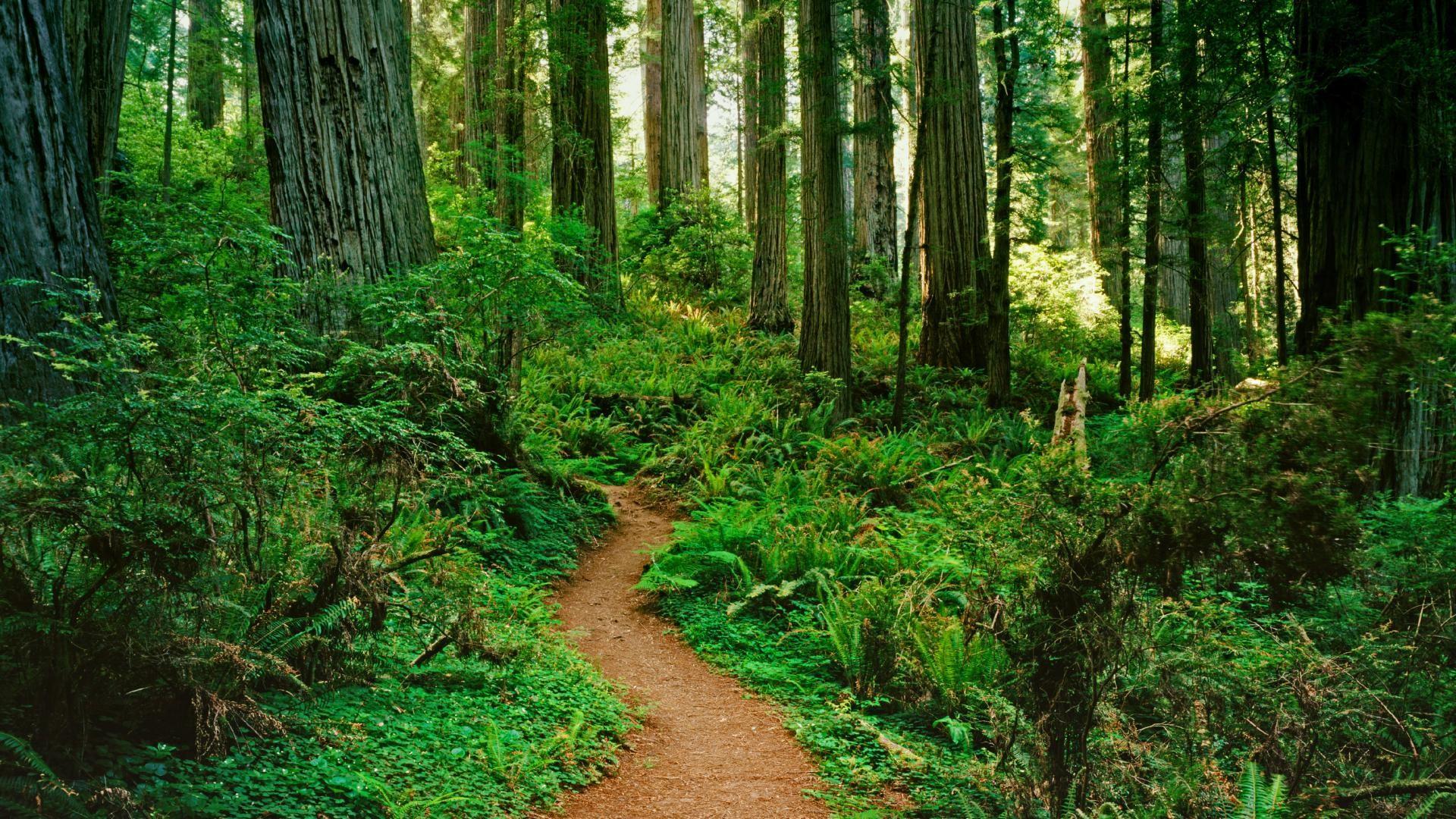 Forest Beautiful Path Wallpapers