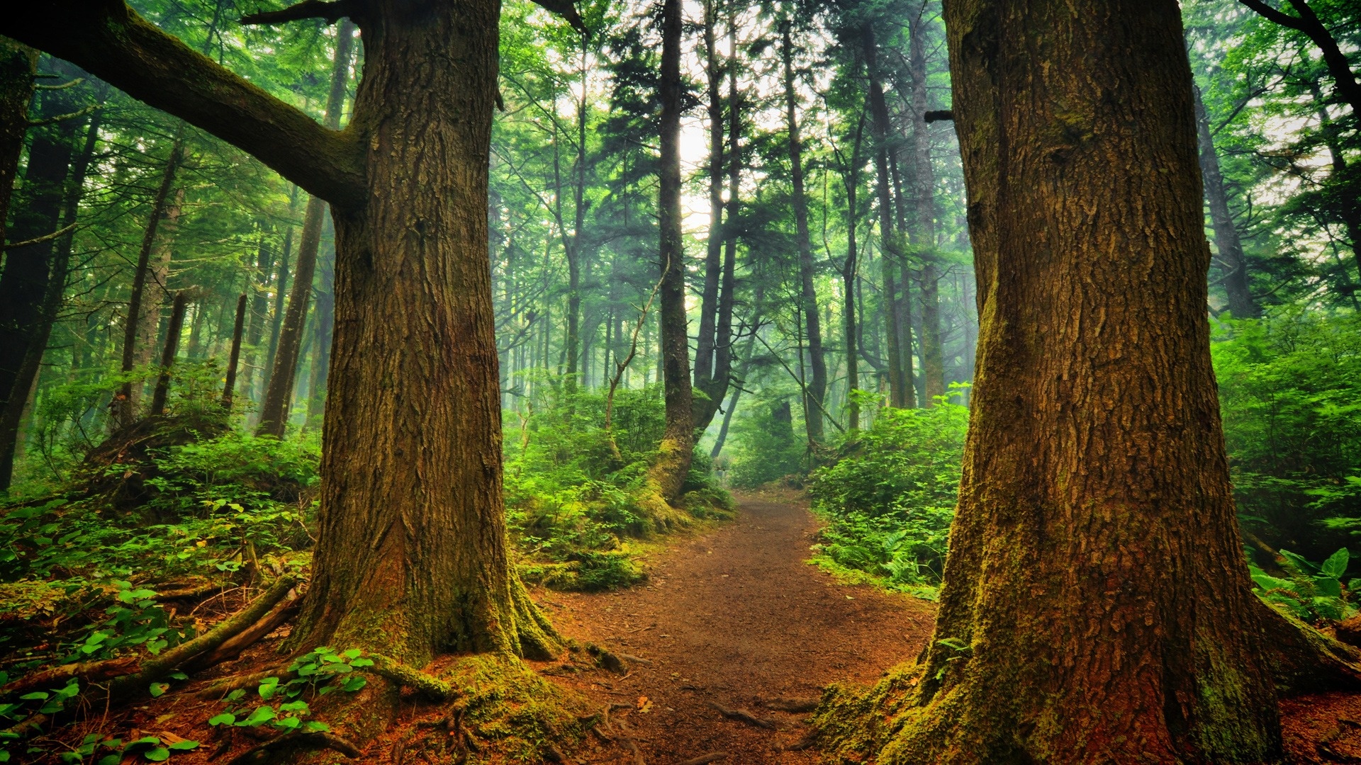 Forest Beautiful Path Wallpapers