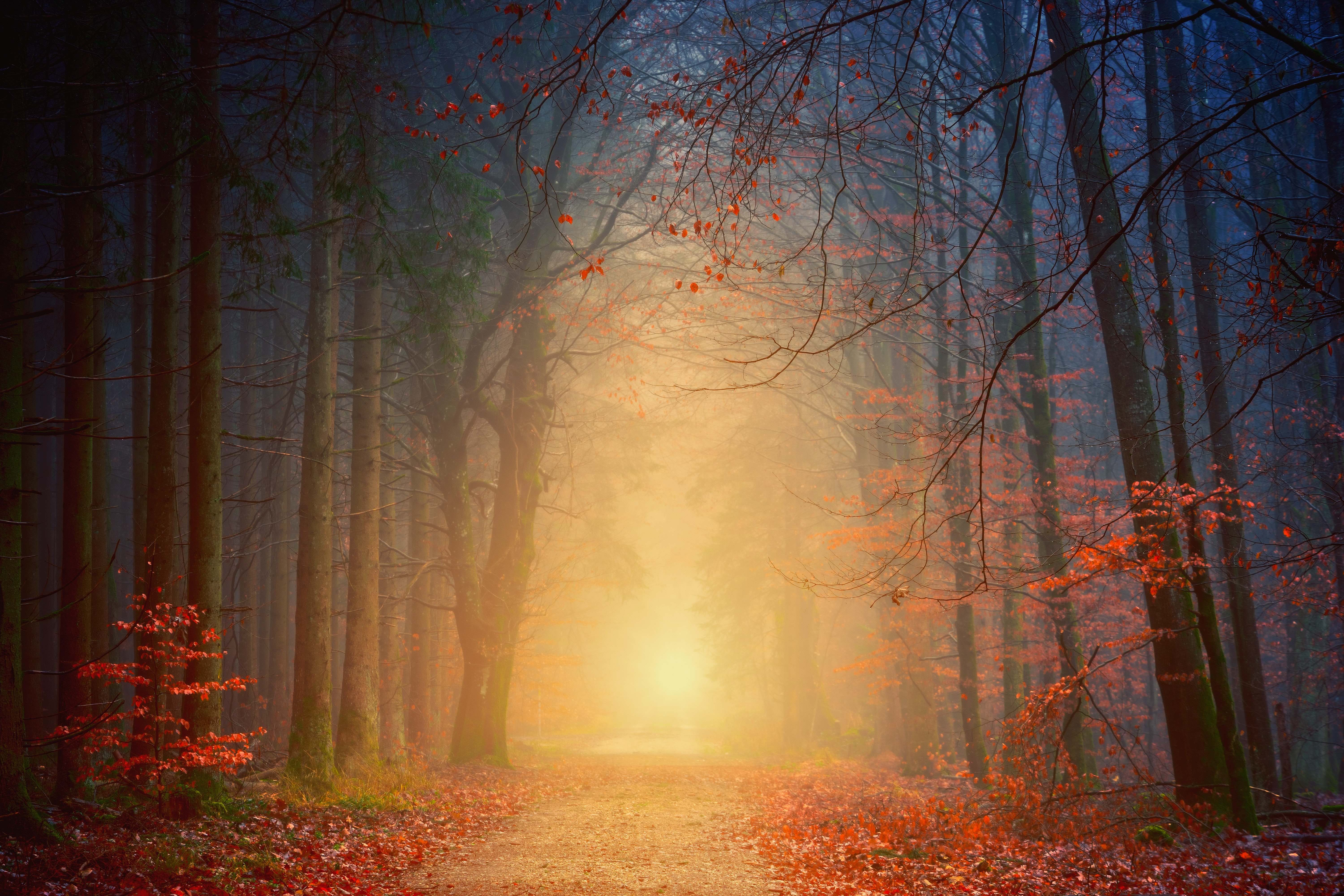 Forest Beautiful Path Wallpapers