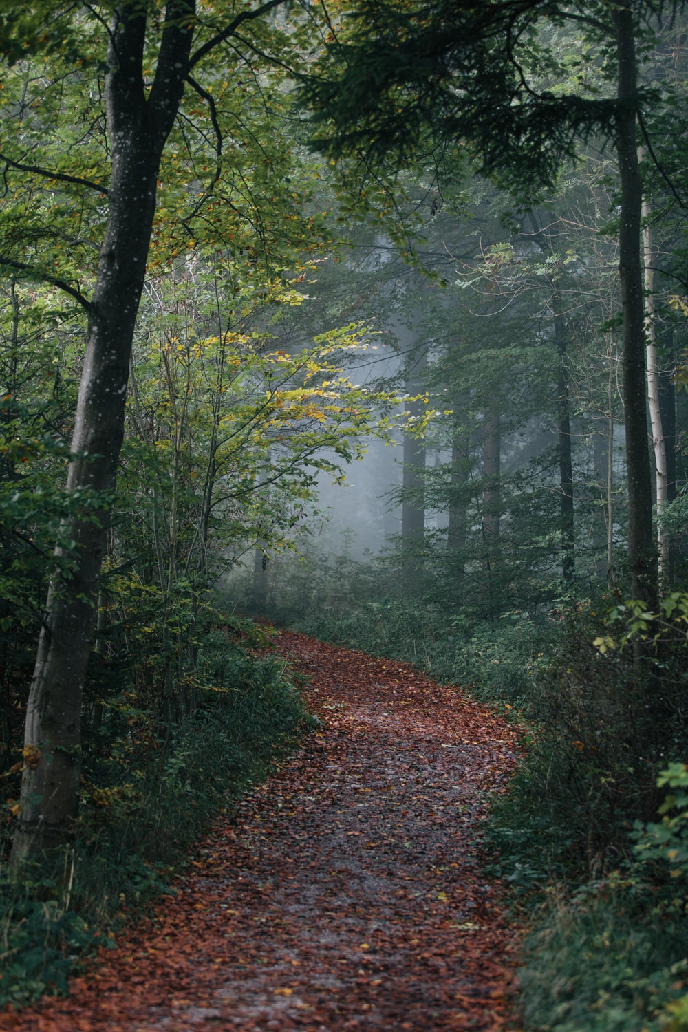 Forest Beautiful Path Wallpapers