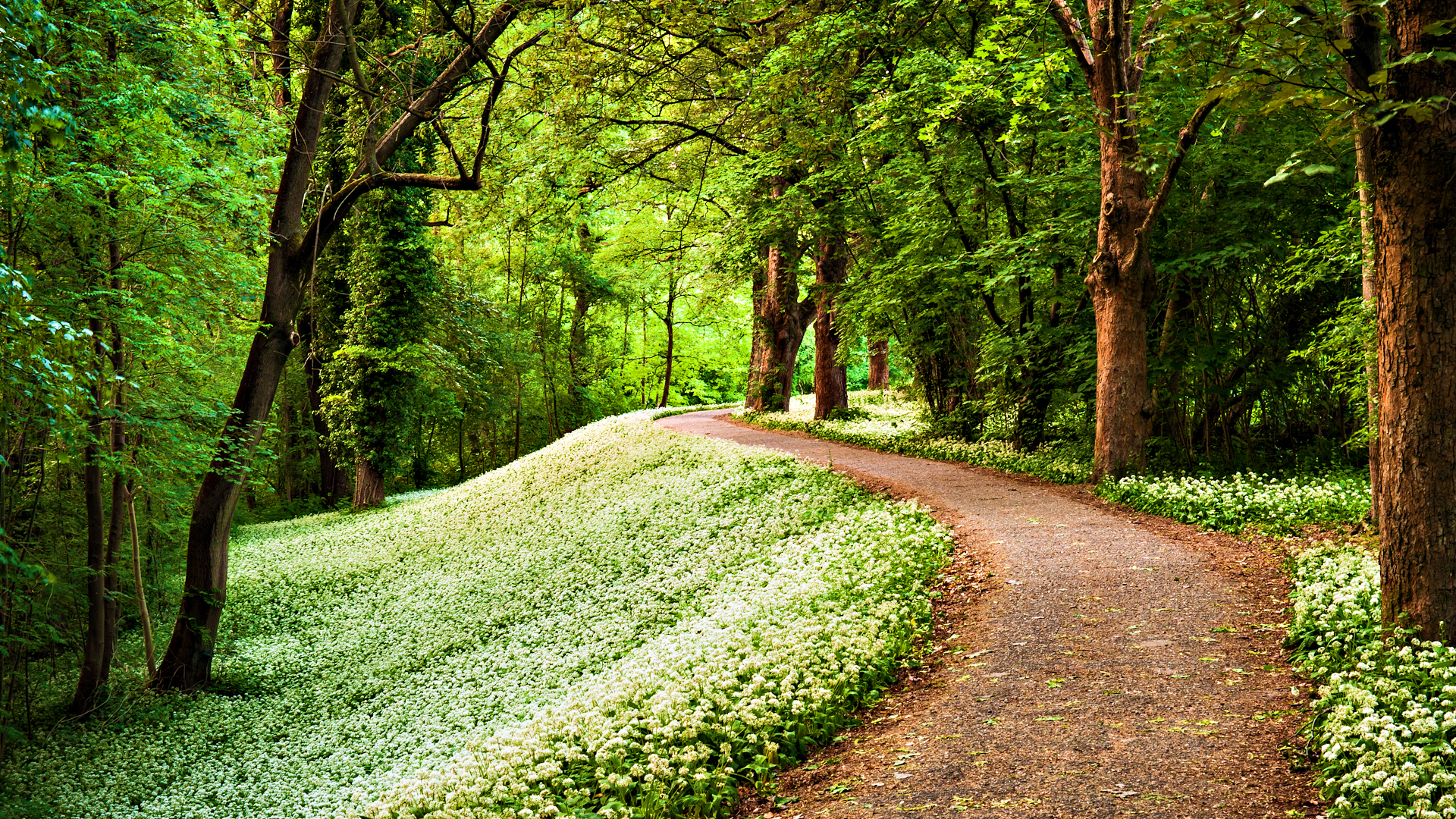 Forest Beautiful Path Wallpapers