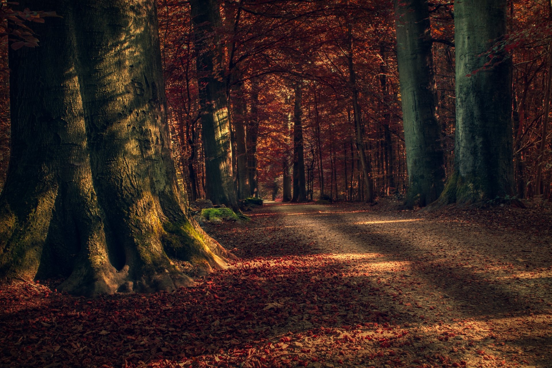 Forest Beautiful Path Wallpapers