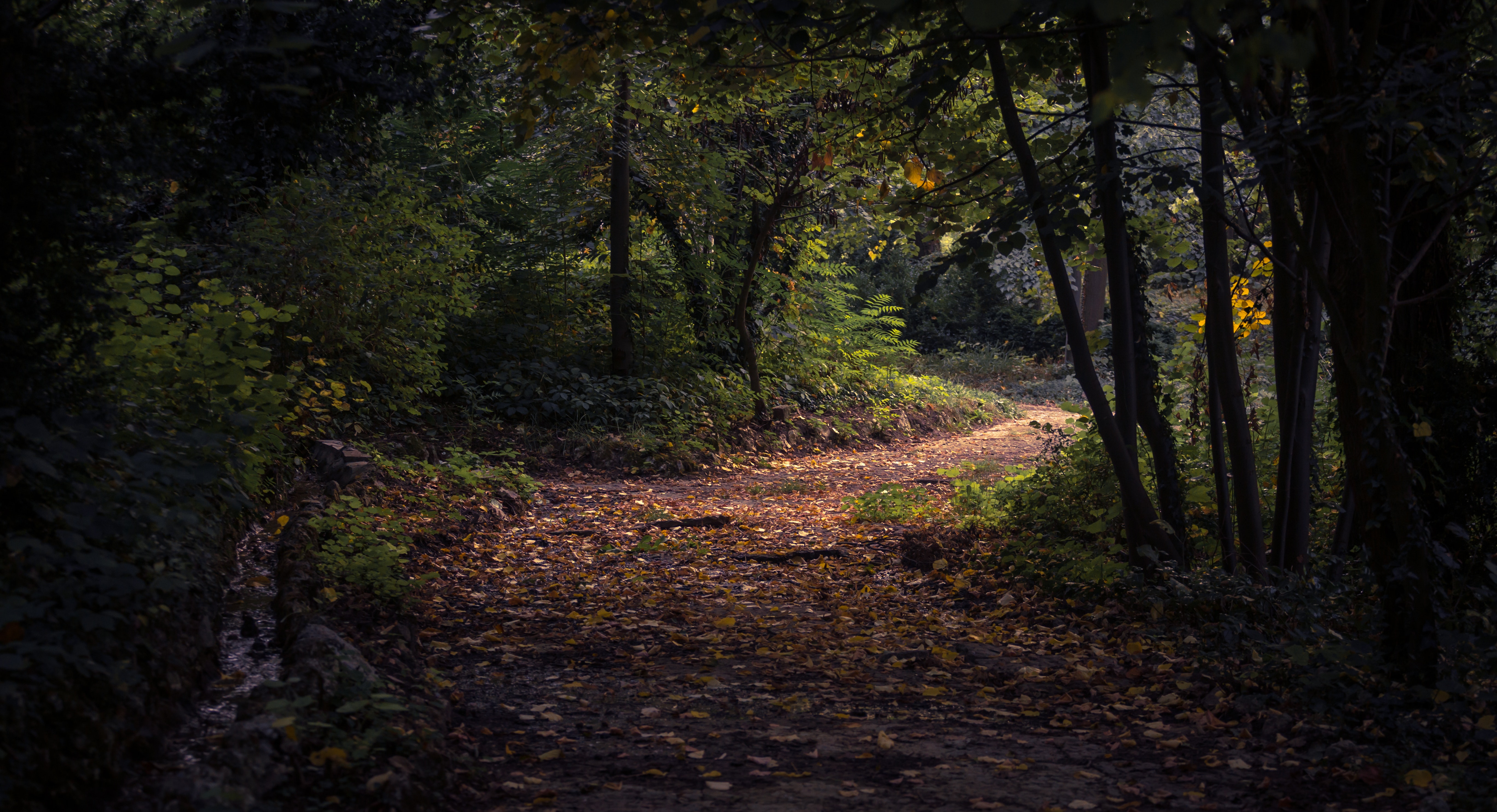 Forest Beautiful Path Wallpapers