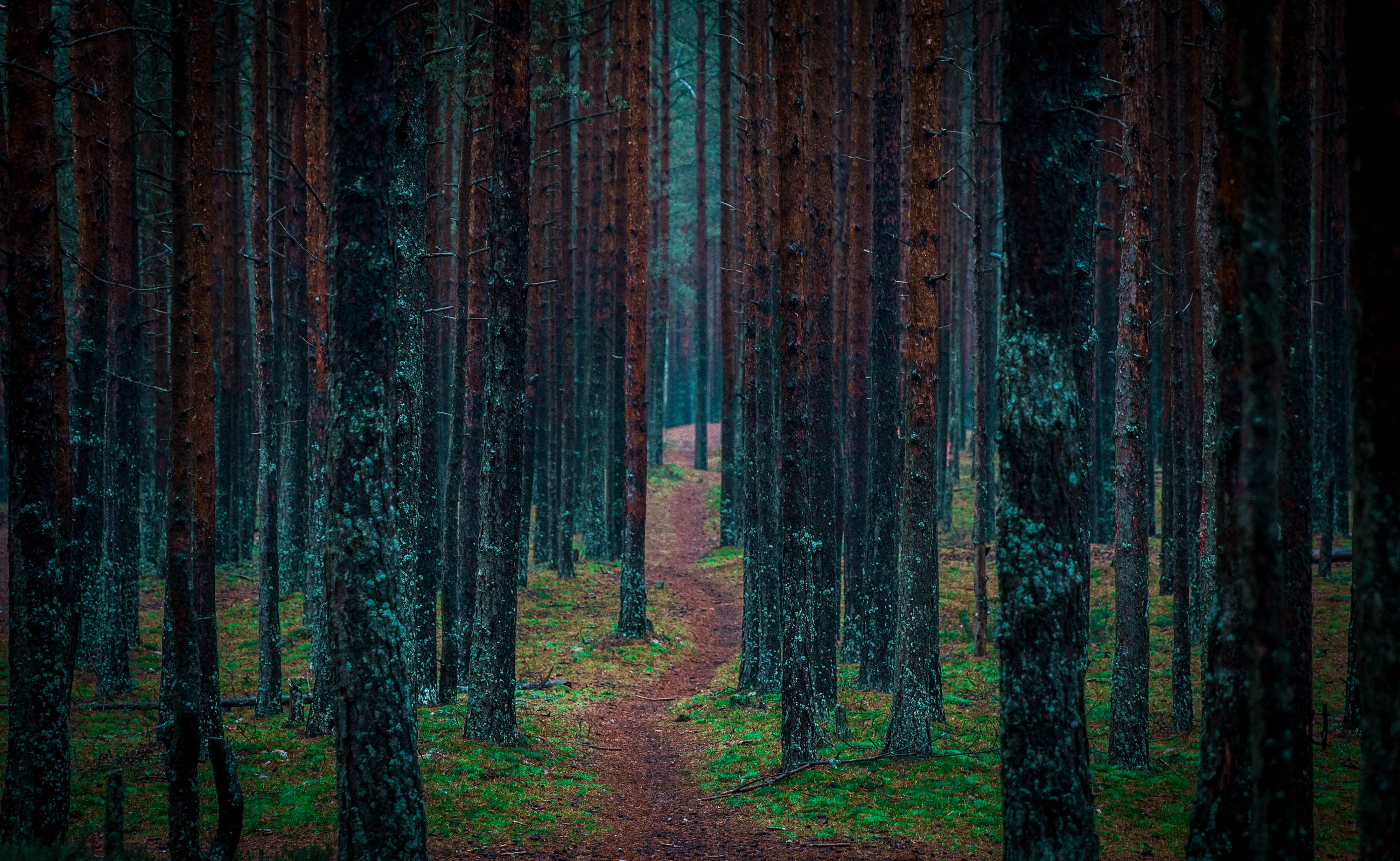 Forest Beautiful Path Wallpapers