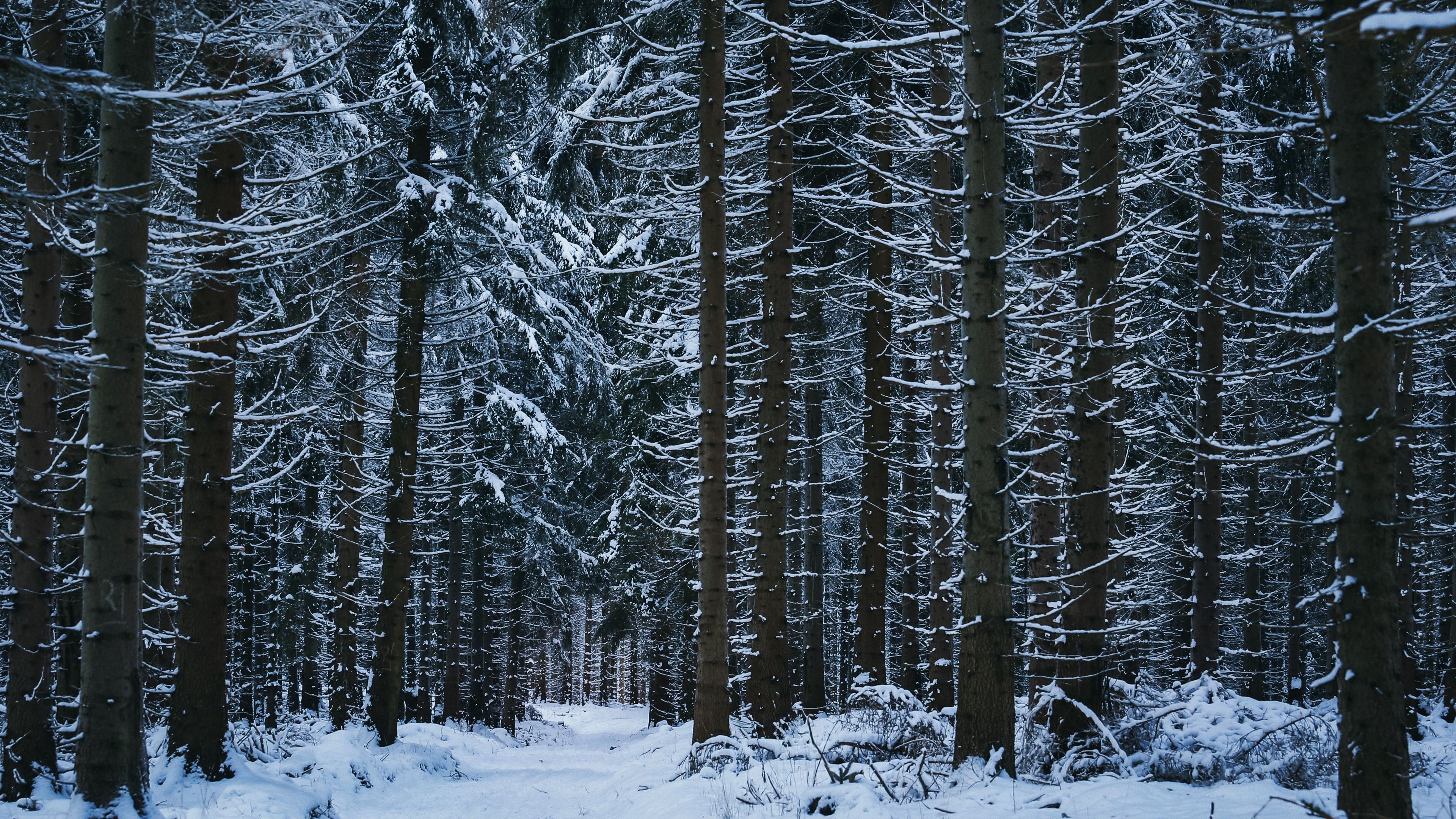 Forest House Covered In Snow 4K Wallpapers