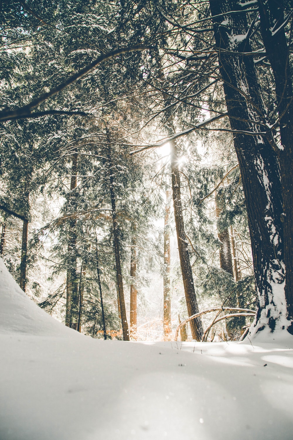 Forest House Covered In Snow 4K Wallpapers