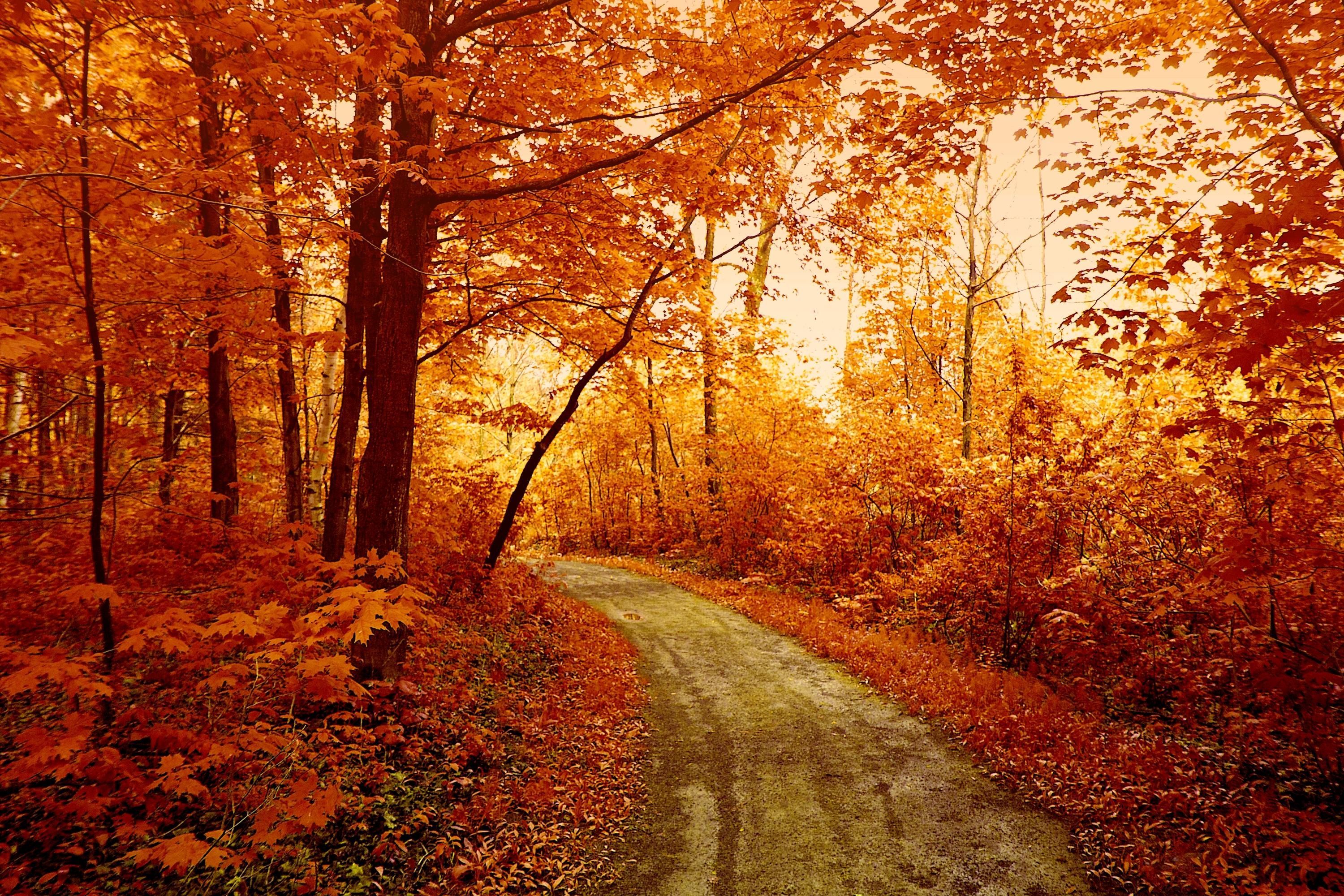 Forest In Autumn Wallpapers