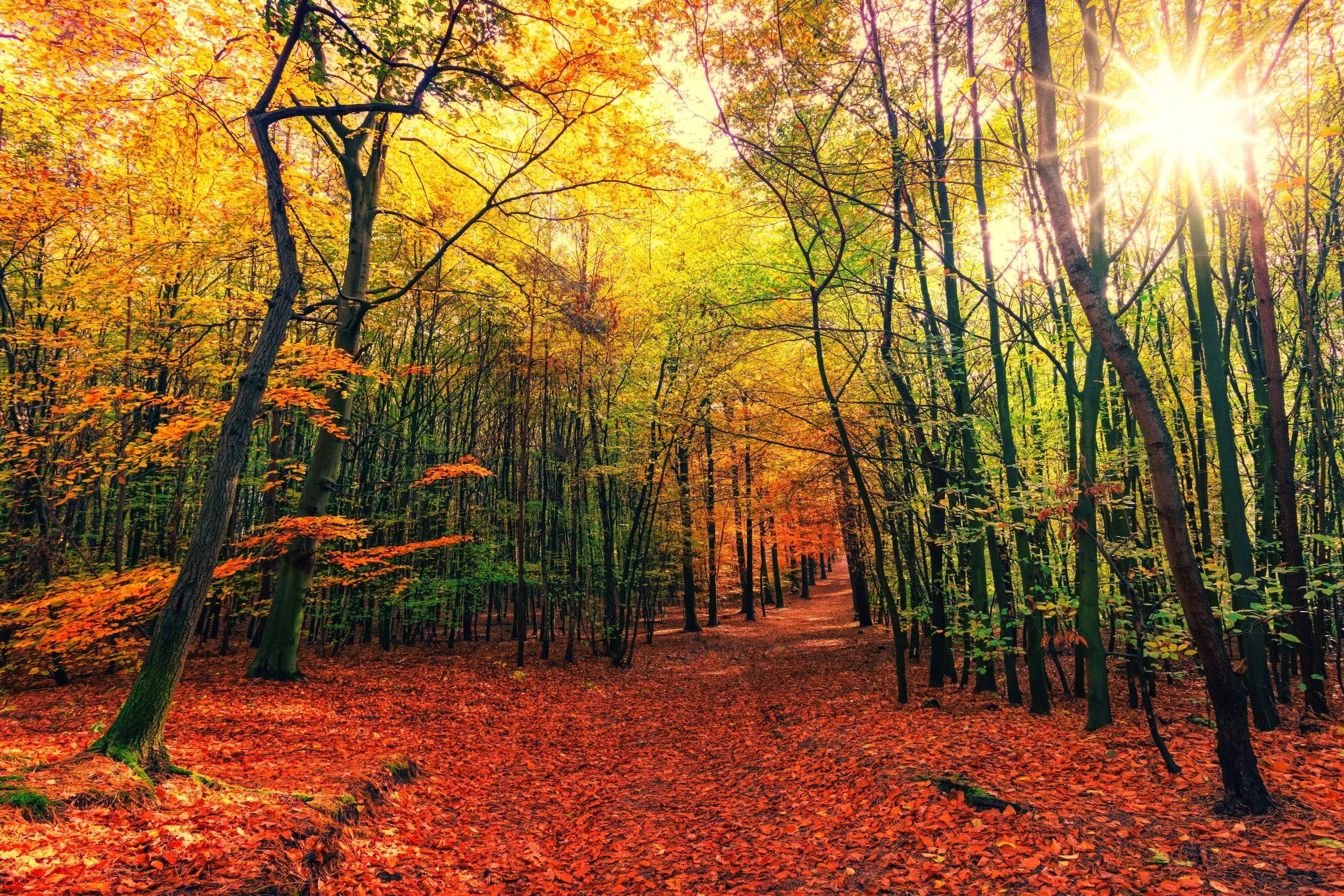 Forest In Autumn Wallpapers