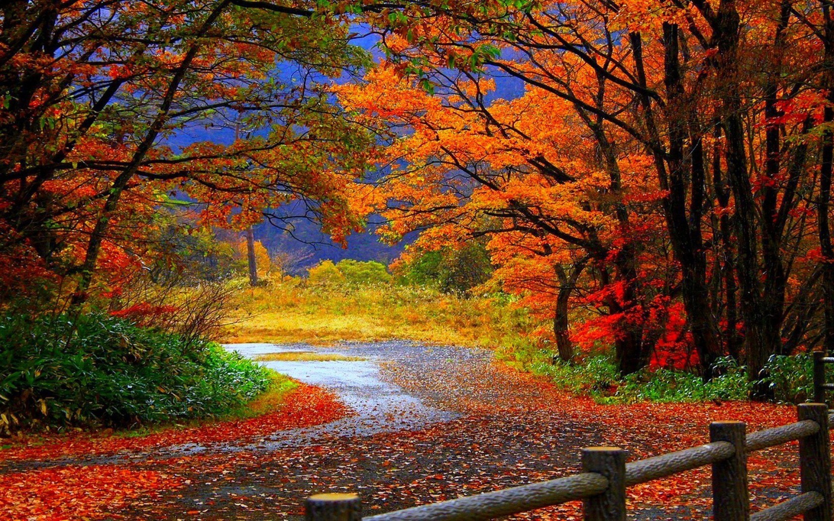 Forest In Autumn Wallpapers