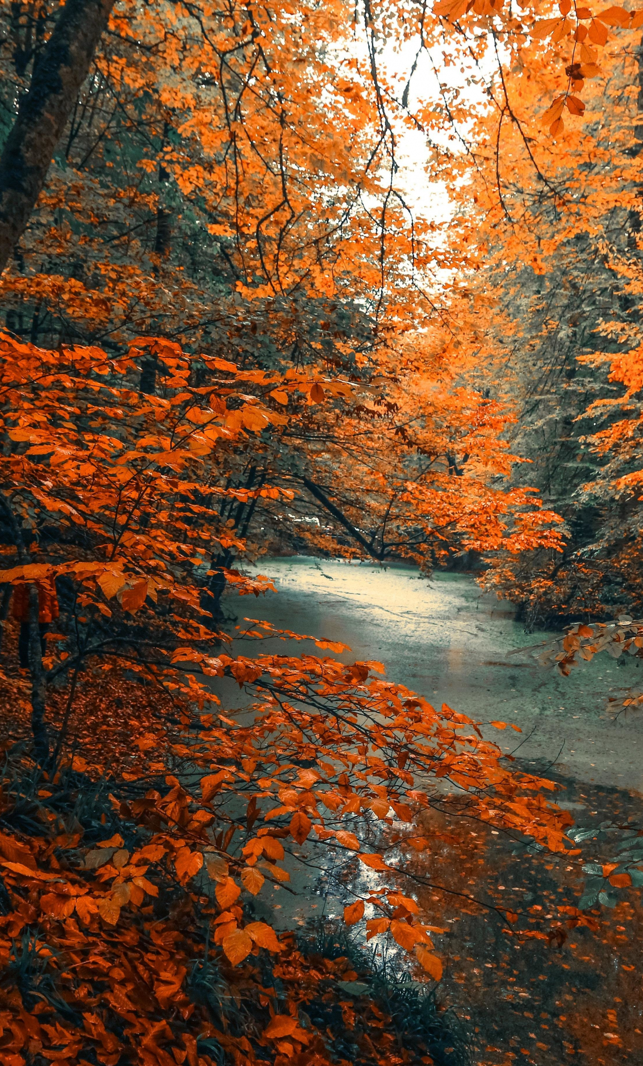 Forest In Autumn Wallpapers