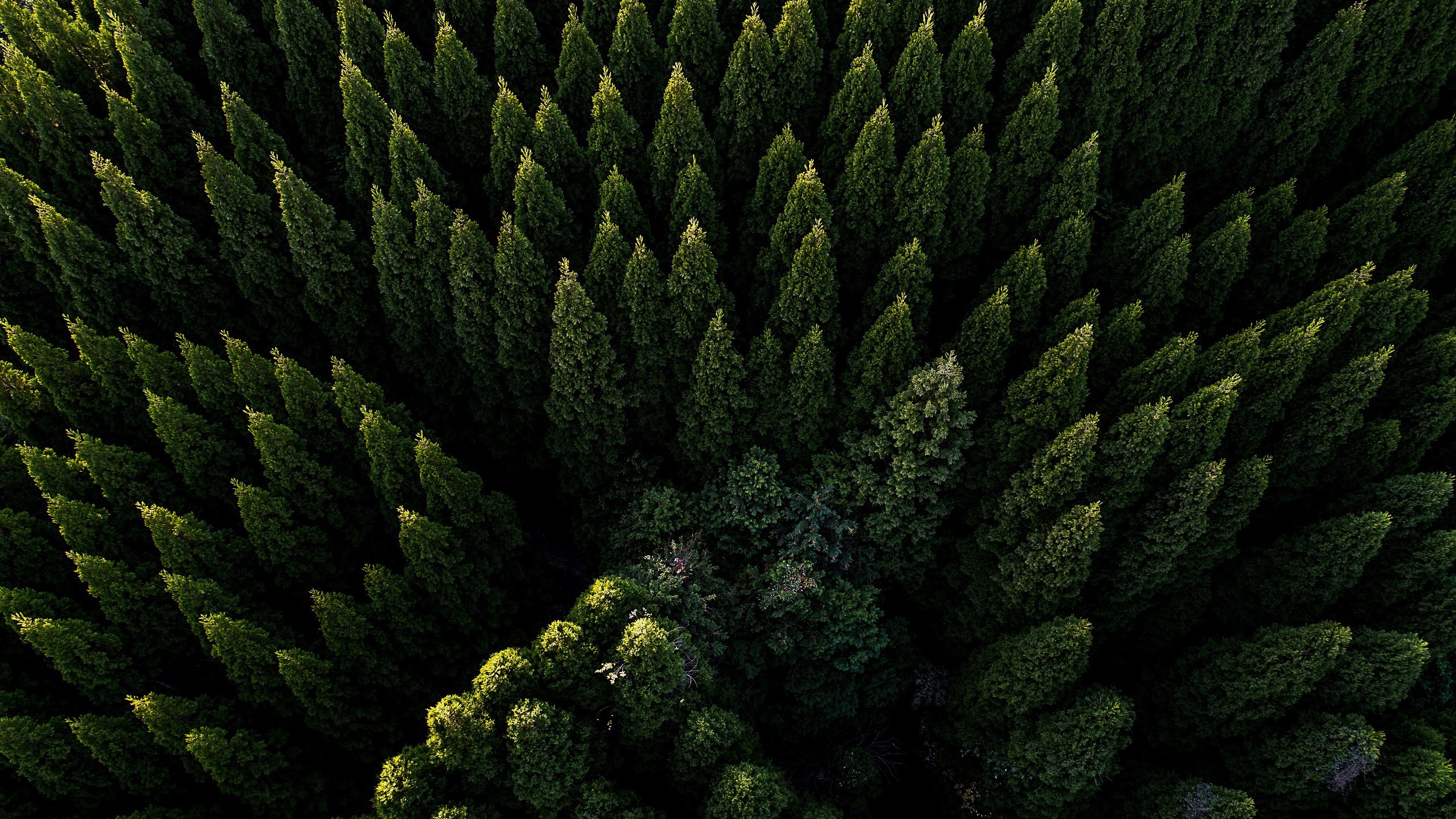 Forest Landscape Hd Aerial View Wallpapers